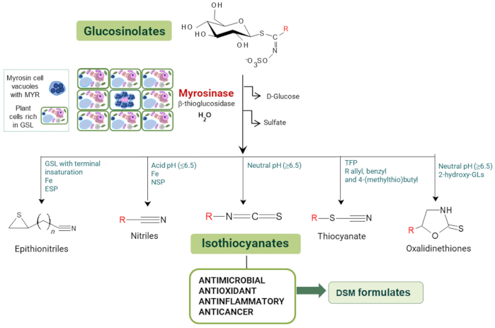 Microorganisms 09 00949 g001