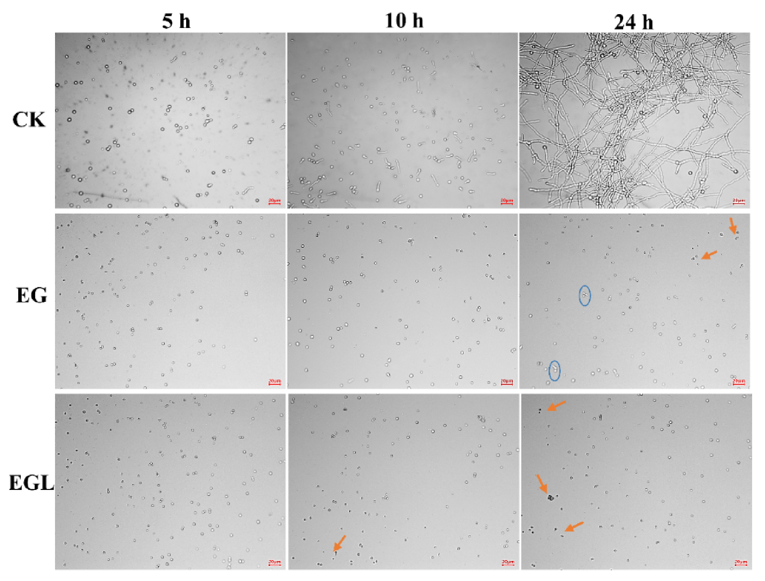 Microorganisms 09 00969 g002 Microorganisms 09 00969 g002