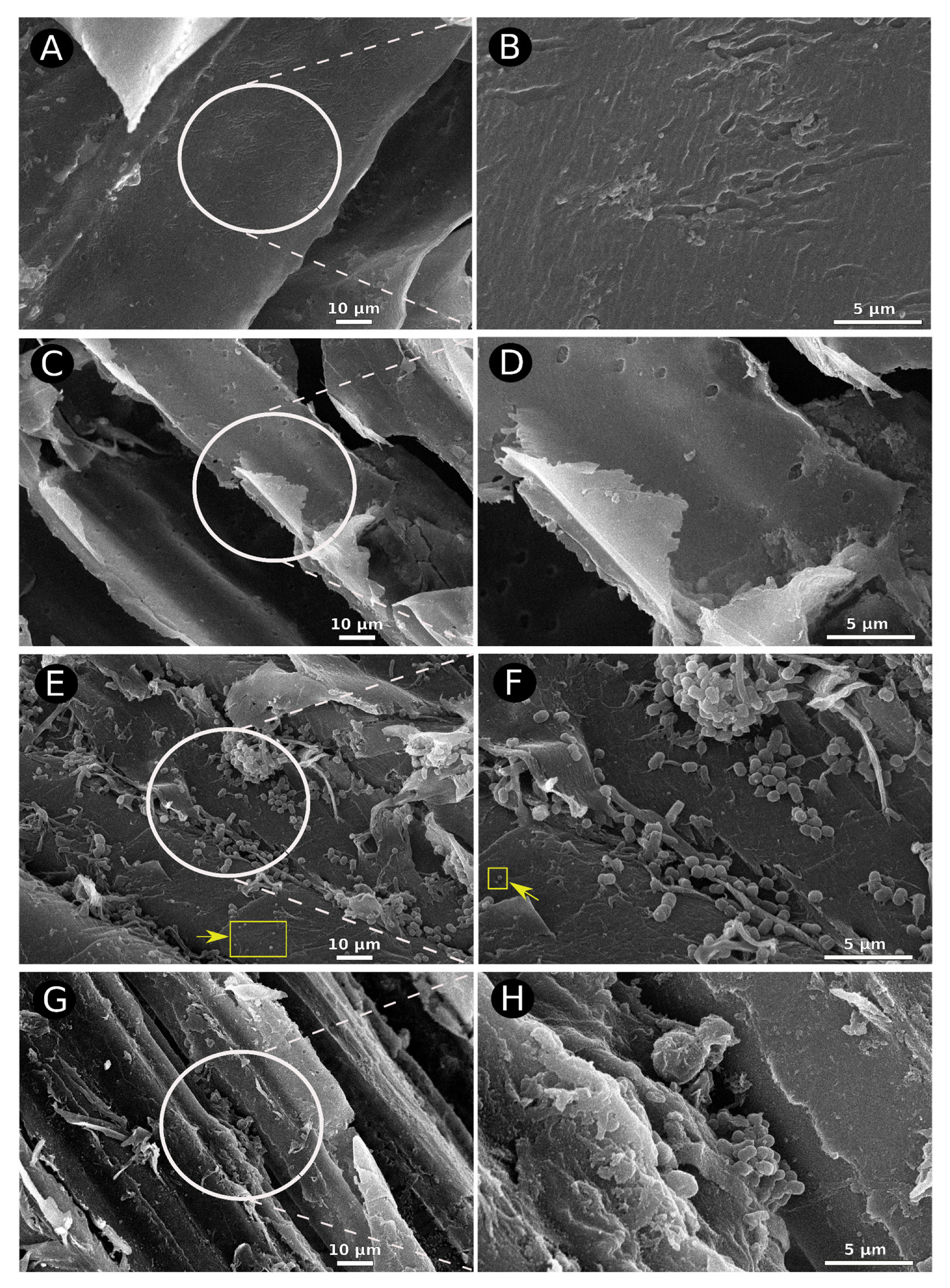Microorganisms 09 00995 g002 Microorganisms 09 00995 g002