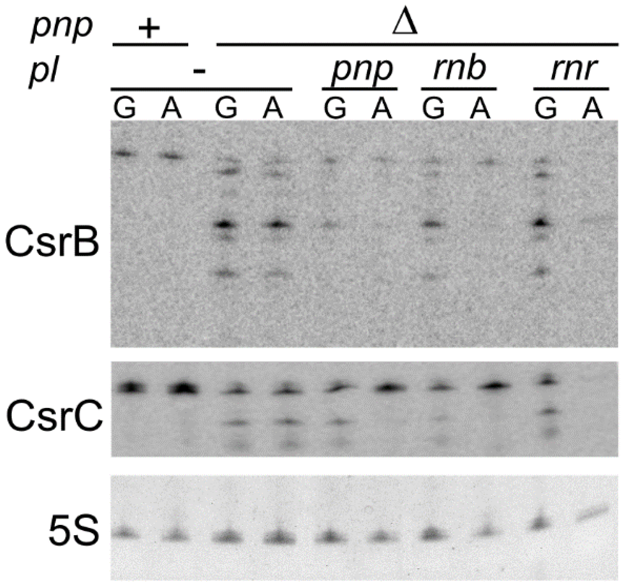 Microorganisms 09 01010 g006