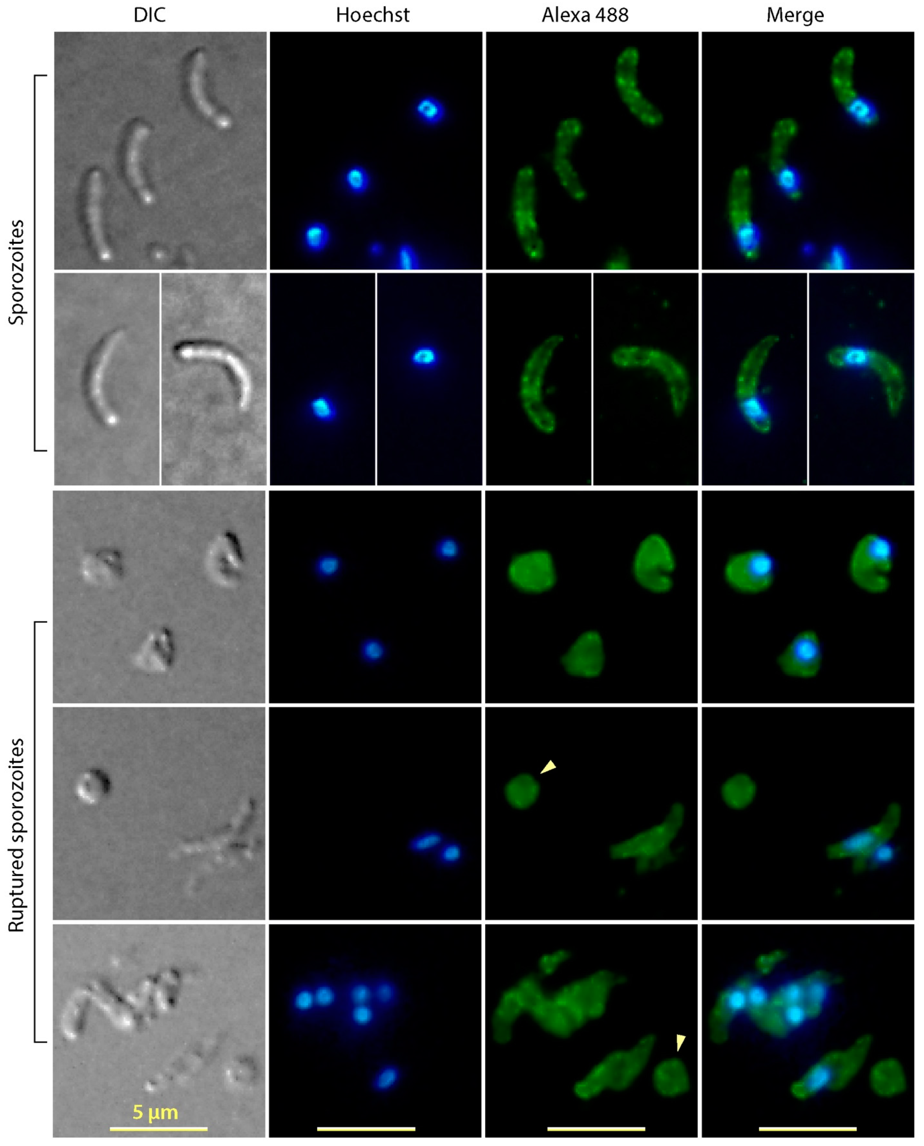 Microorganisms 09 01015 g003 Microorganisms 09 01015 g003