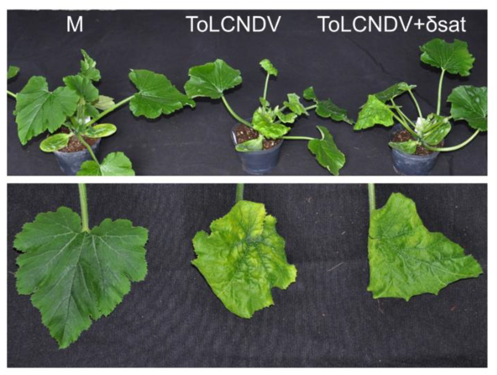Microorganisms 09 01018 g006