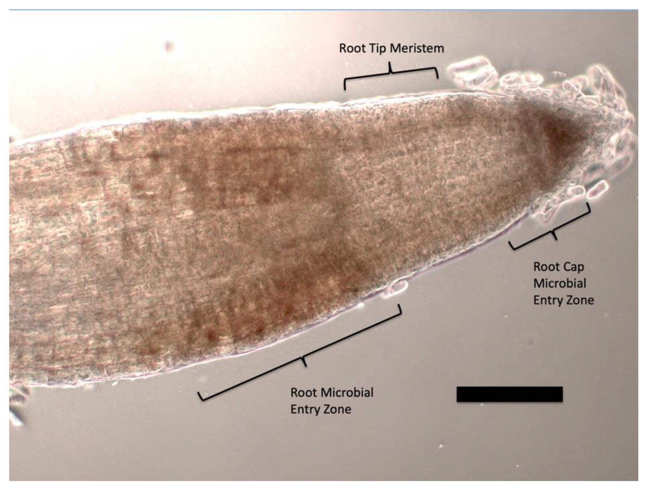 Microorganisms 09 01041 g001