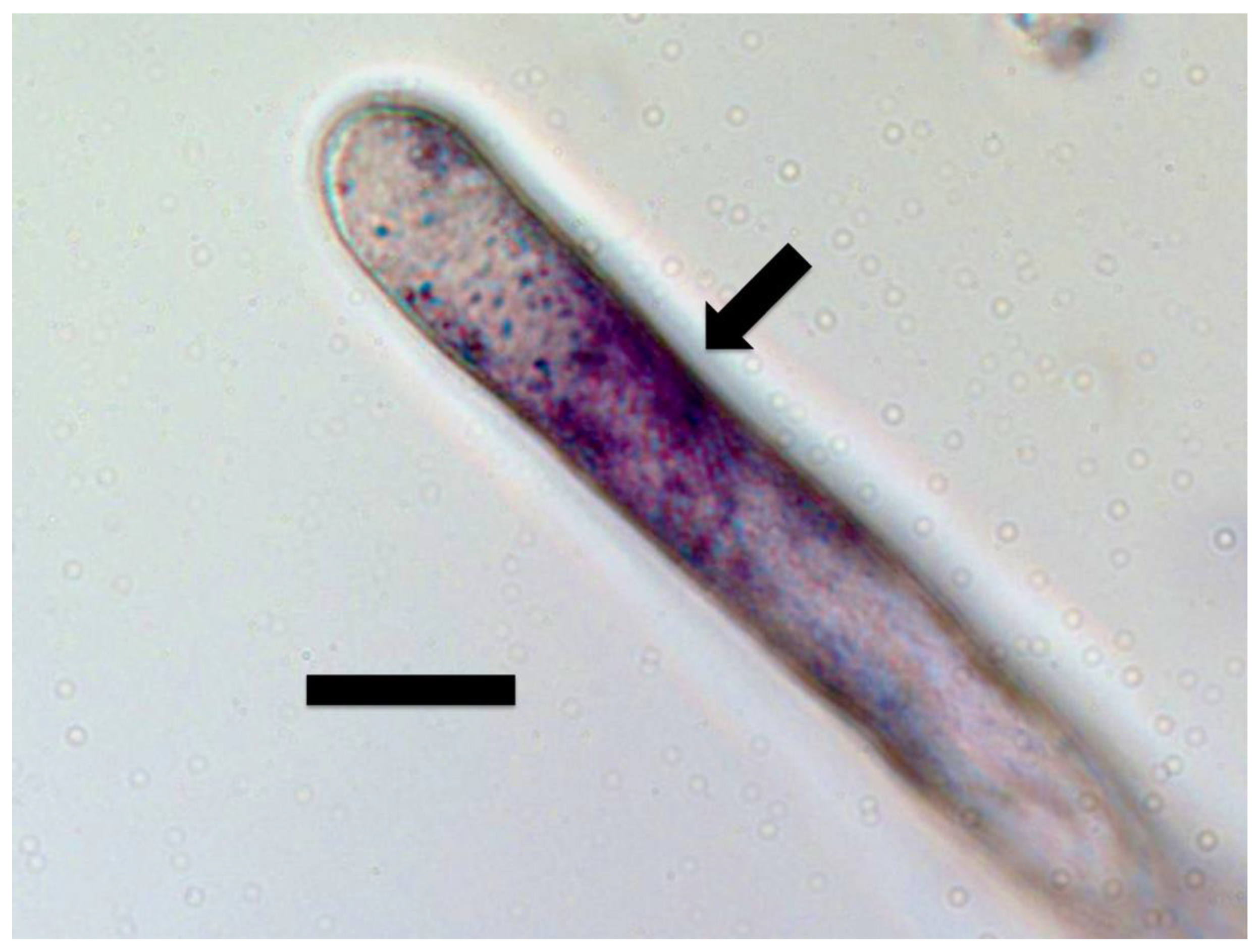 Microorganisms 09 01041 g004