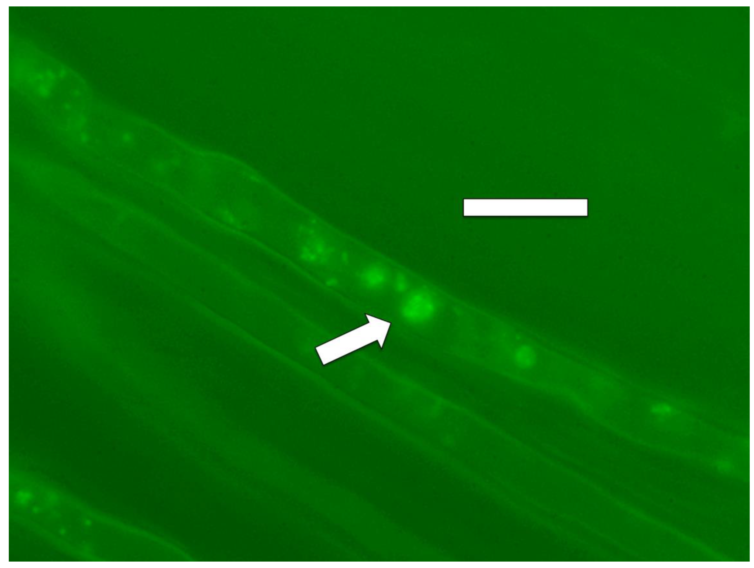 Microorganisms 09 01041 g010