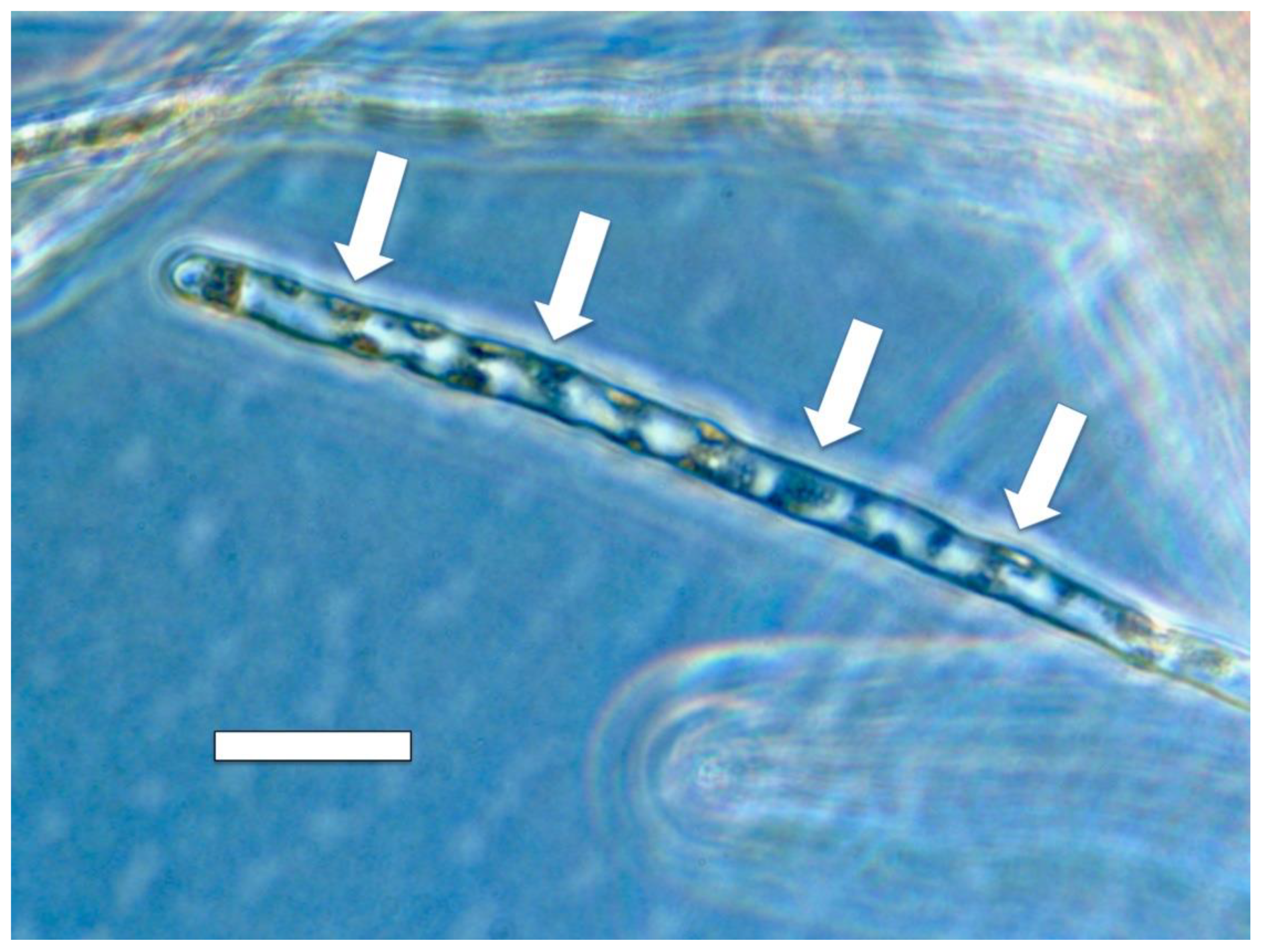 Microorganisms 09 01041 g014