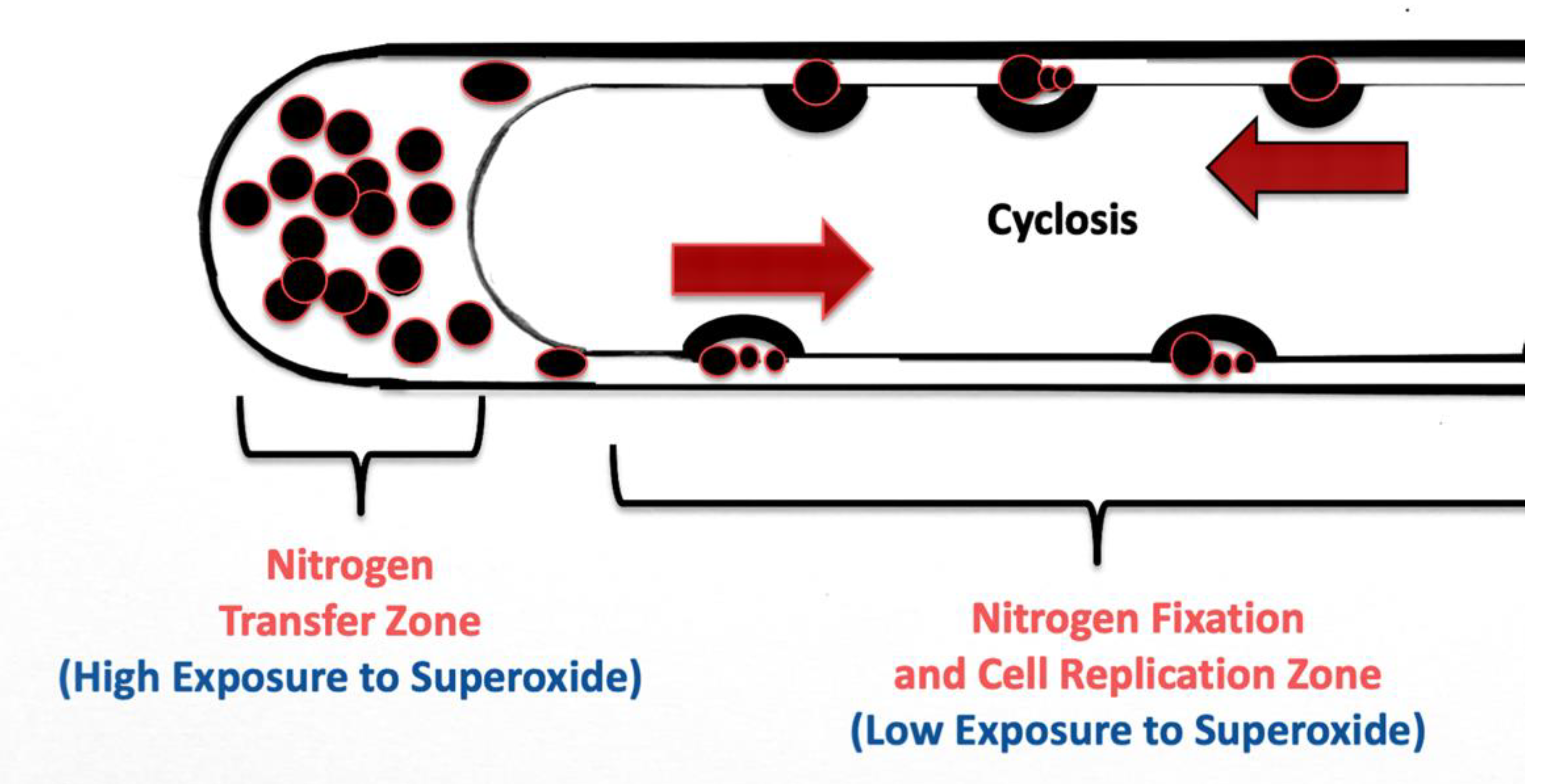 Microorganisms 09 01041 g018