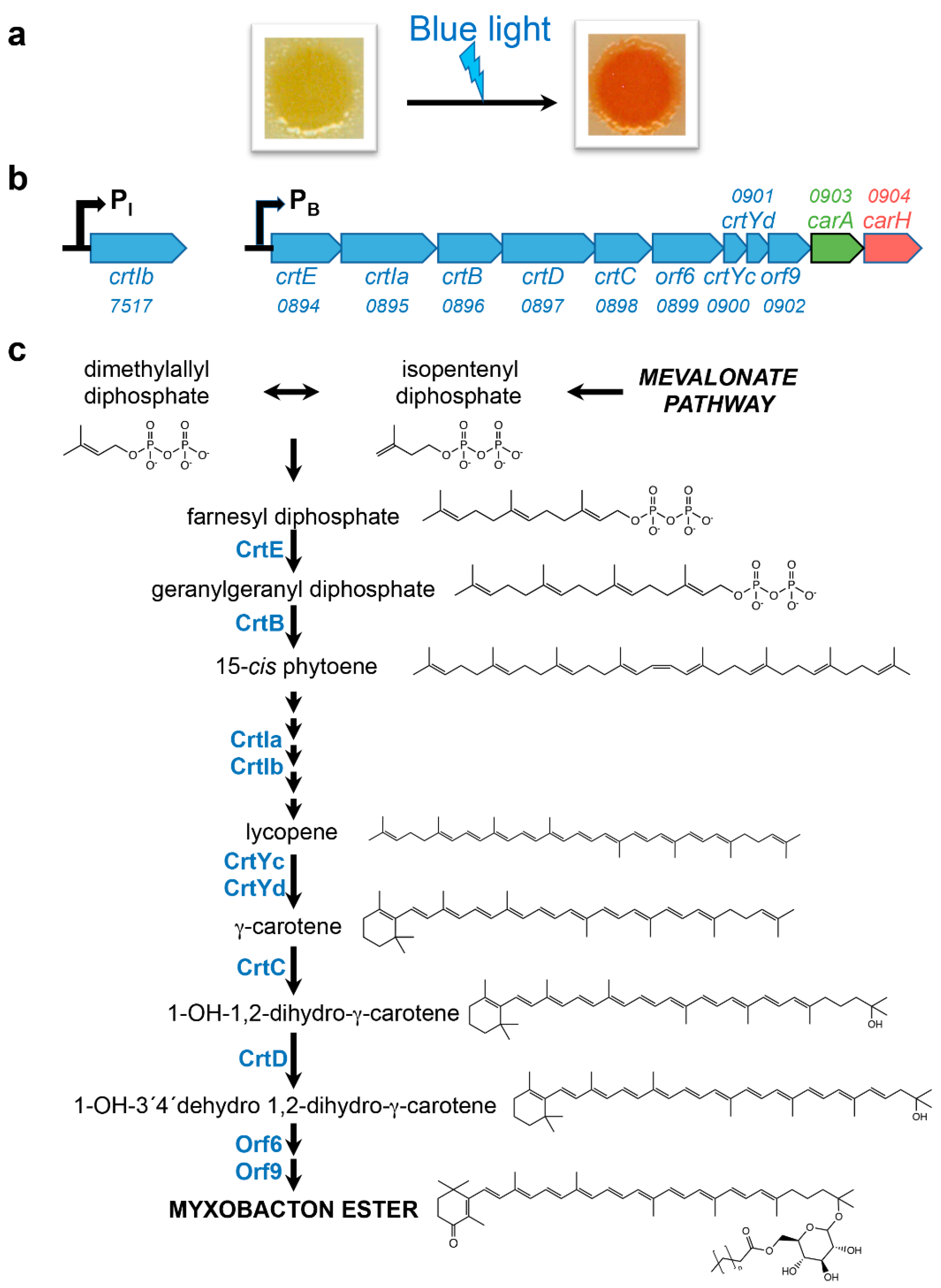 Microorganisms 09 01067 g001