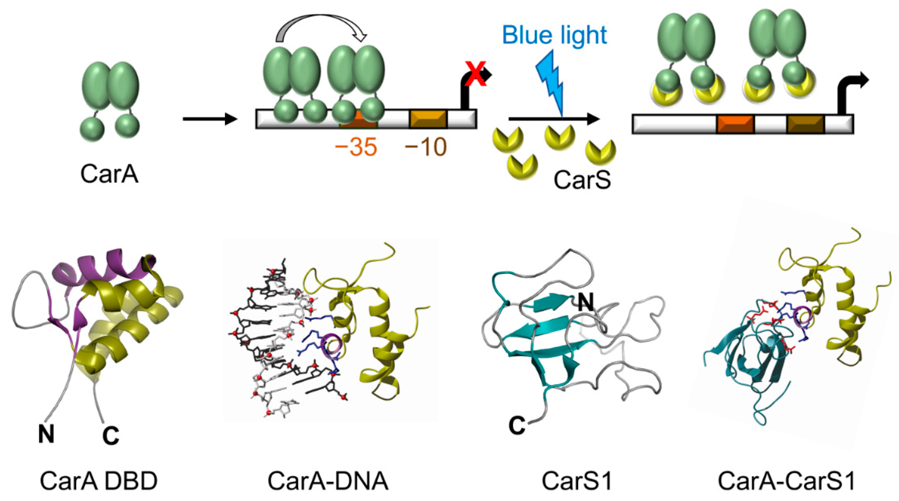 Microorganisms 09 01067 g006