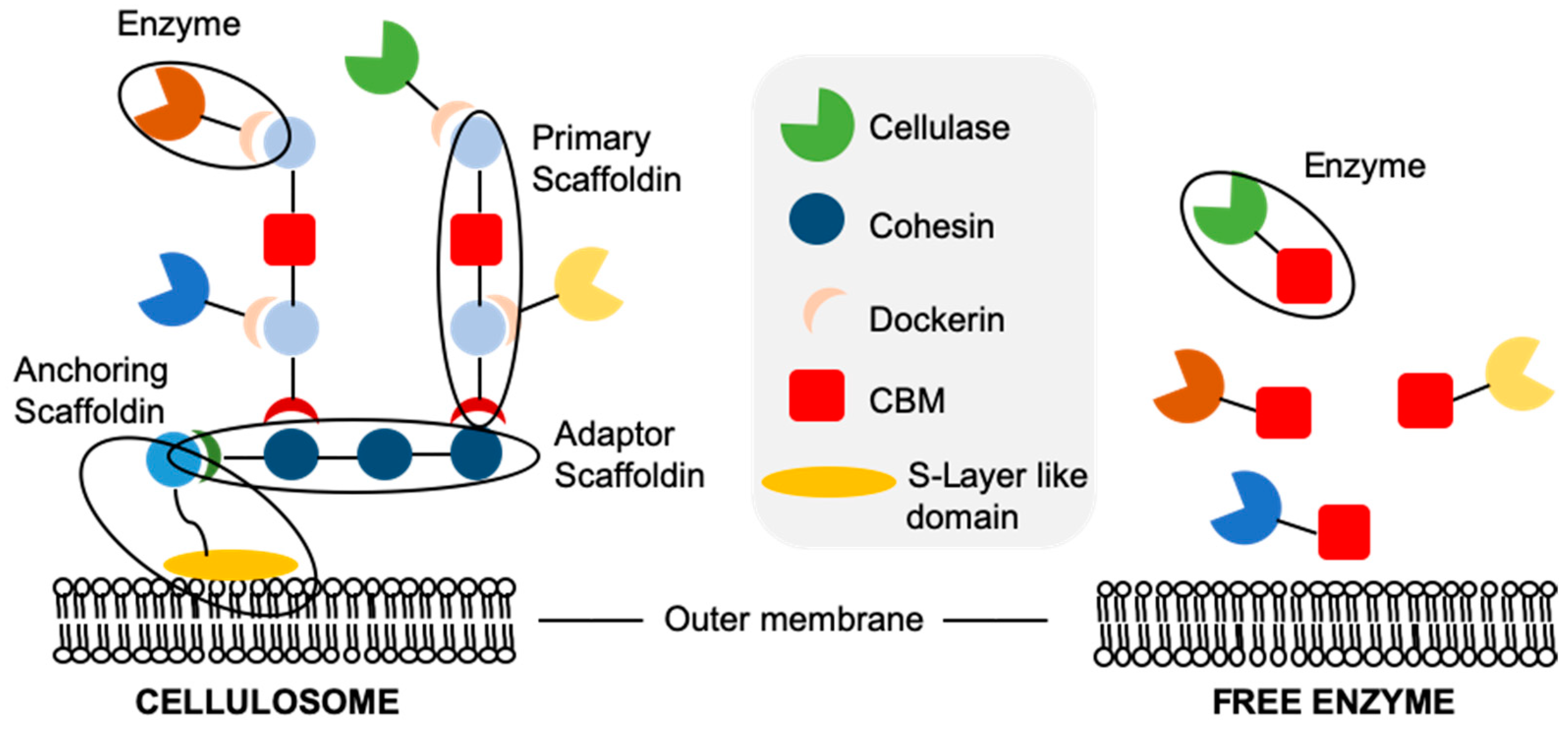 Microorganisms 09 01079 g003