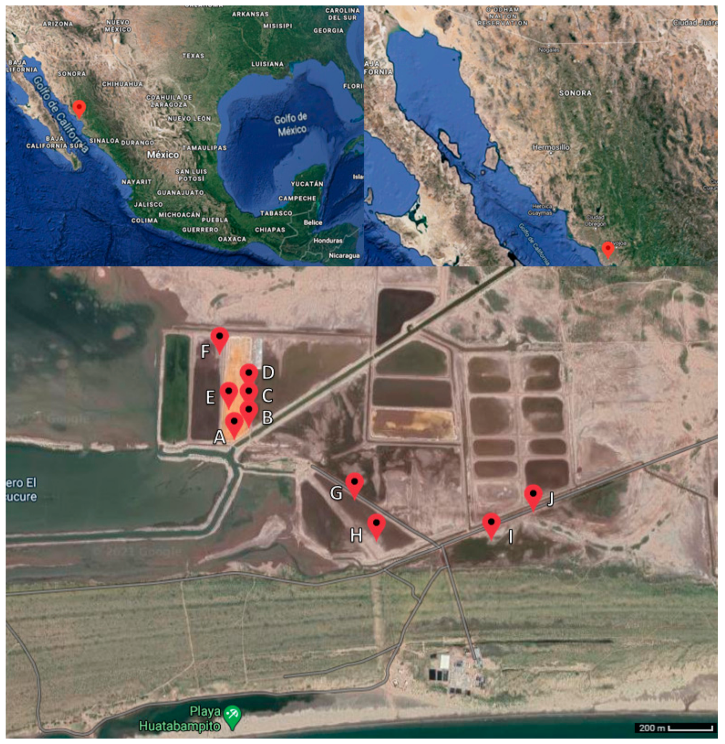 Microorganisms 09 01096 g001