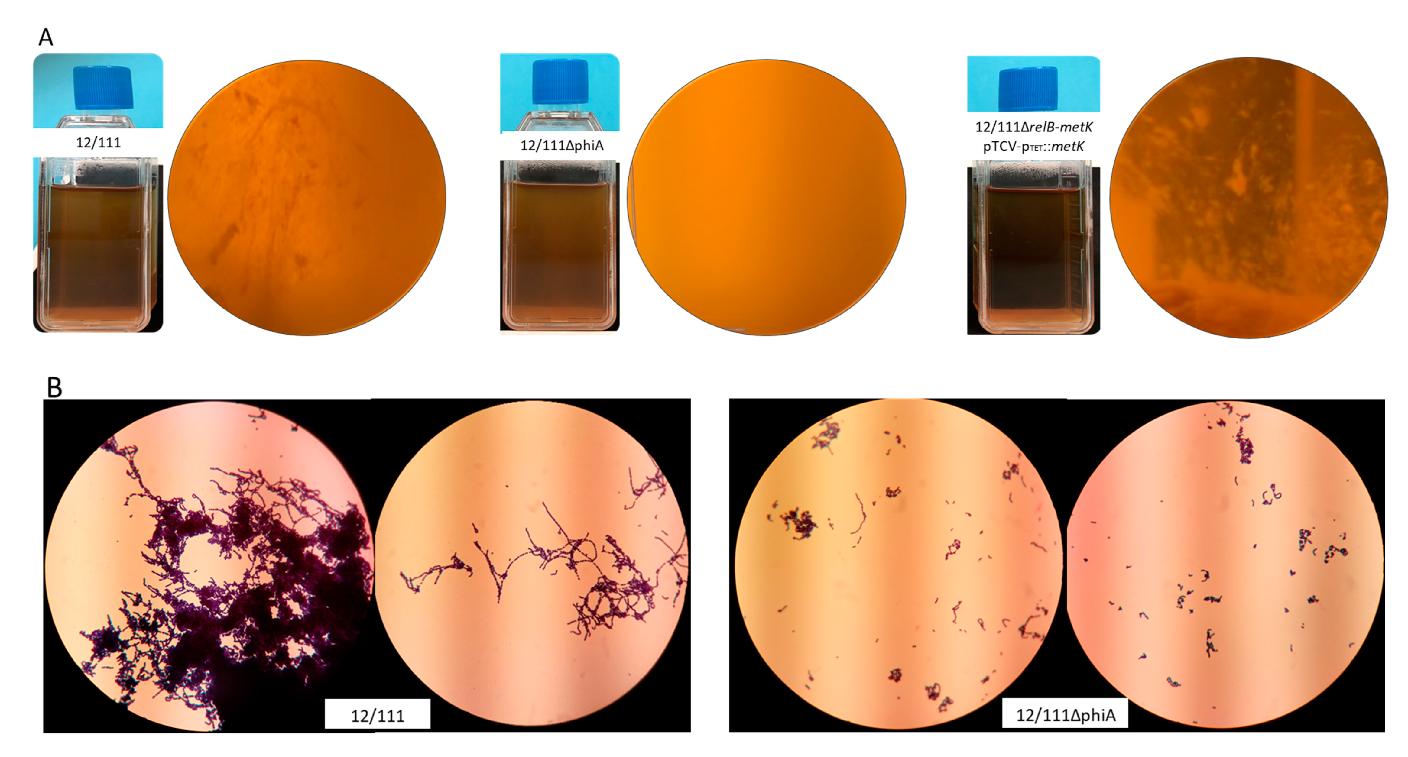 Microorganisms 09 01112 g003a