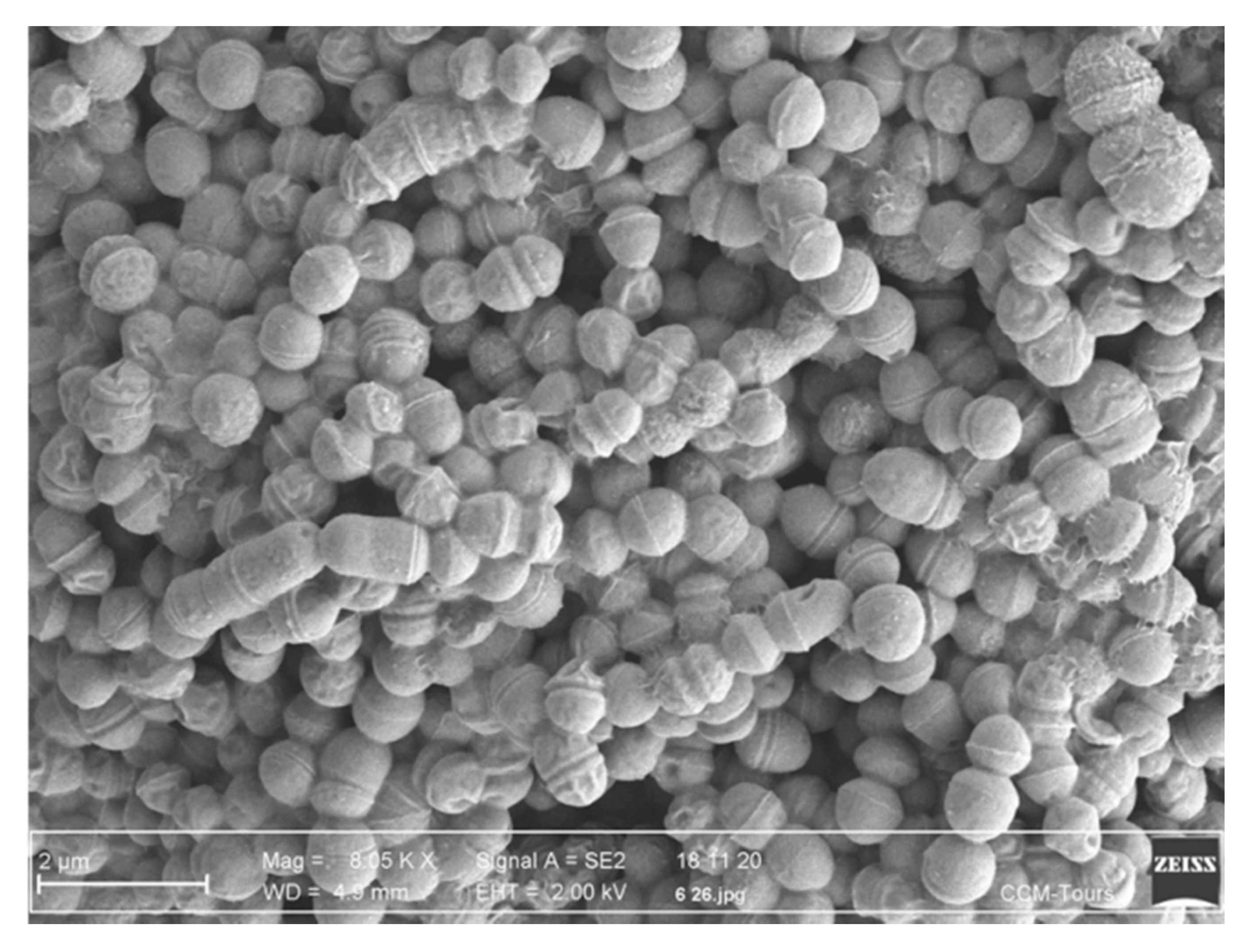 Microorganisms 09 01112 g006