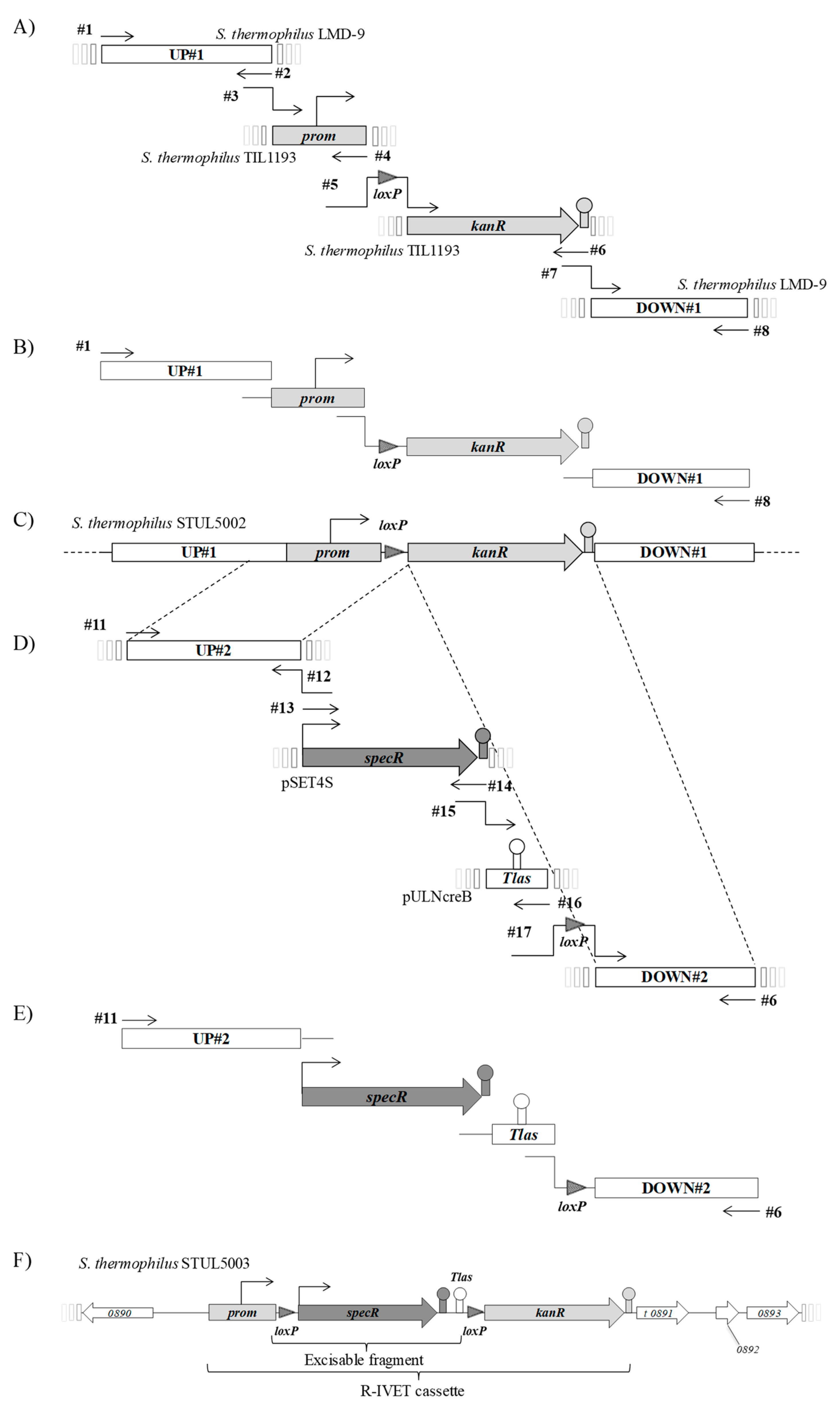Microorganisms 09 01113 g001