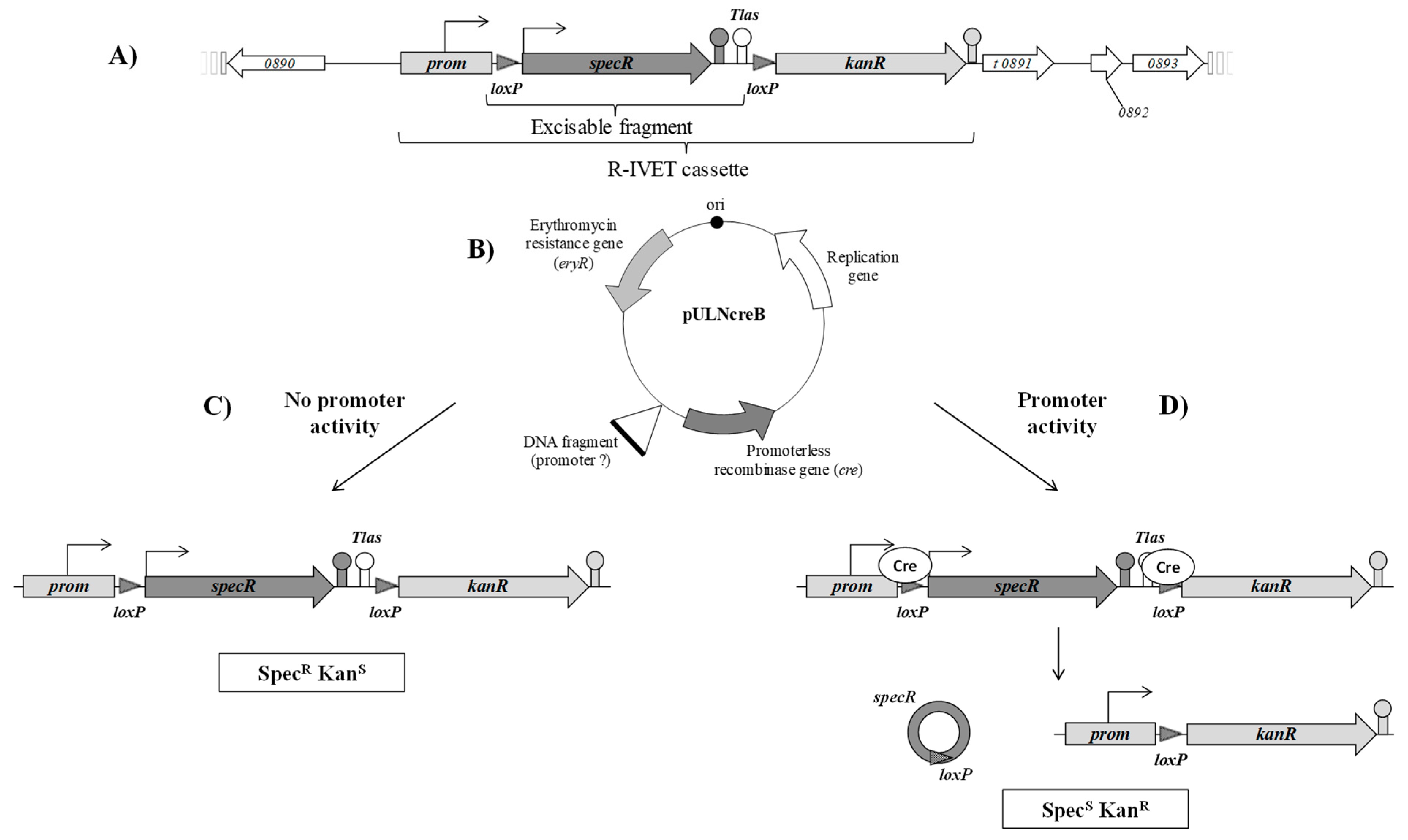 Microorganisms 09 01113 g003