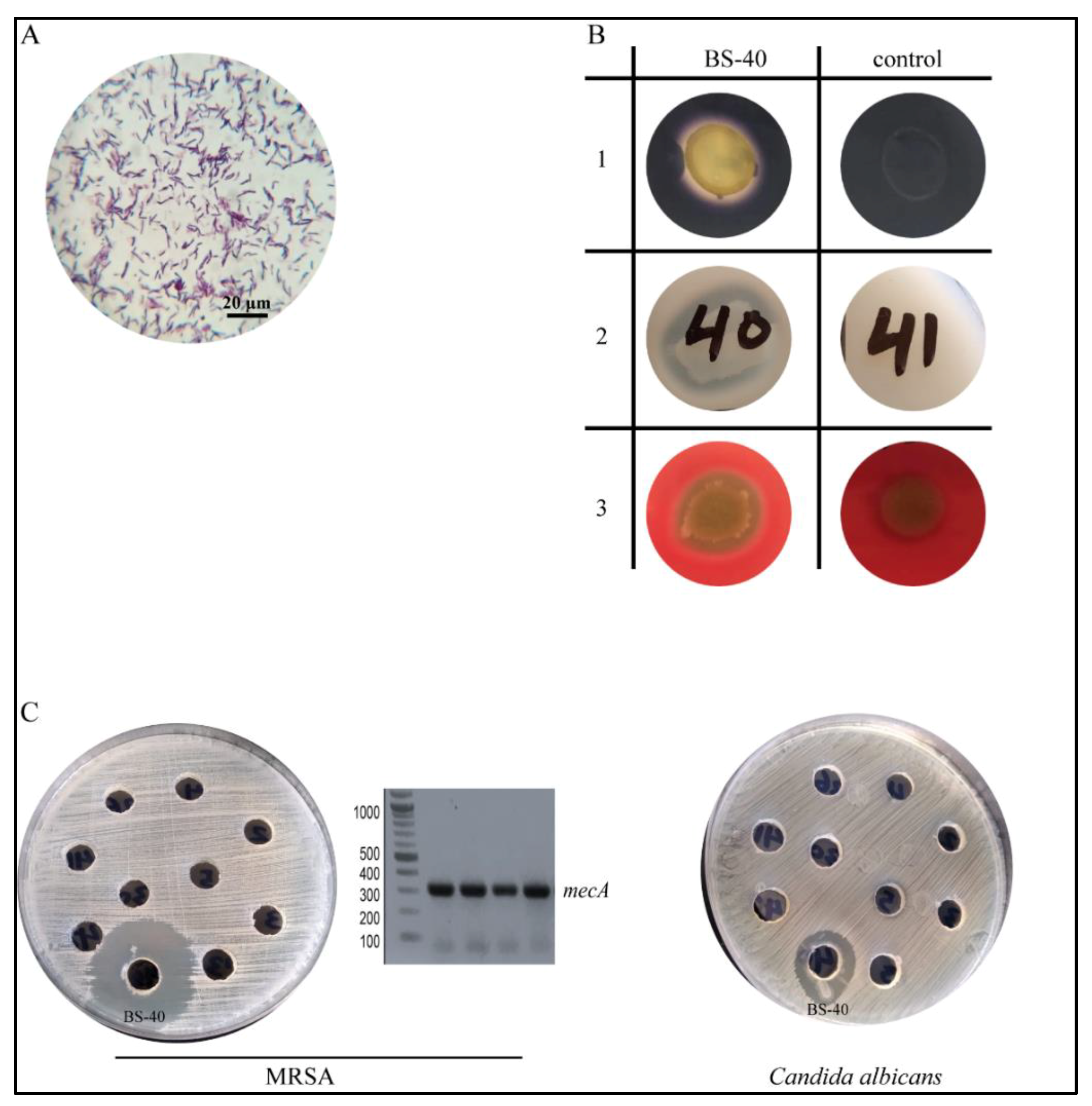 Microorganisms 09 01131 g001