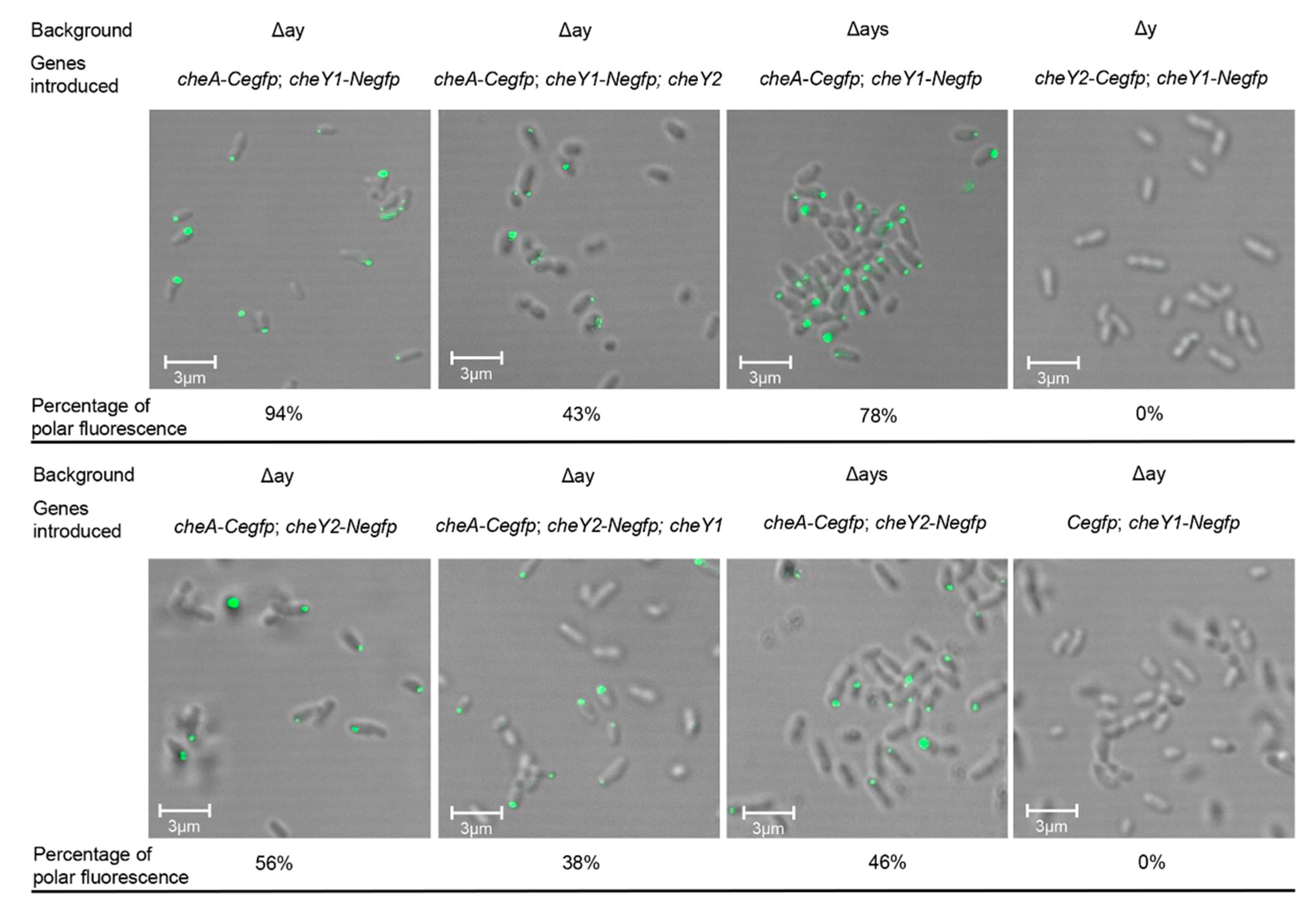 Microorganisms 09 01134 g003