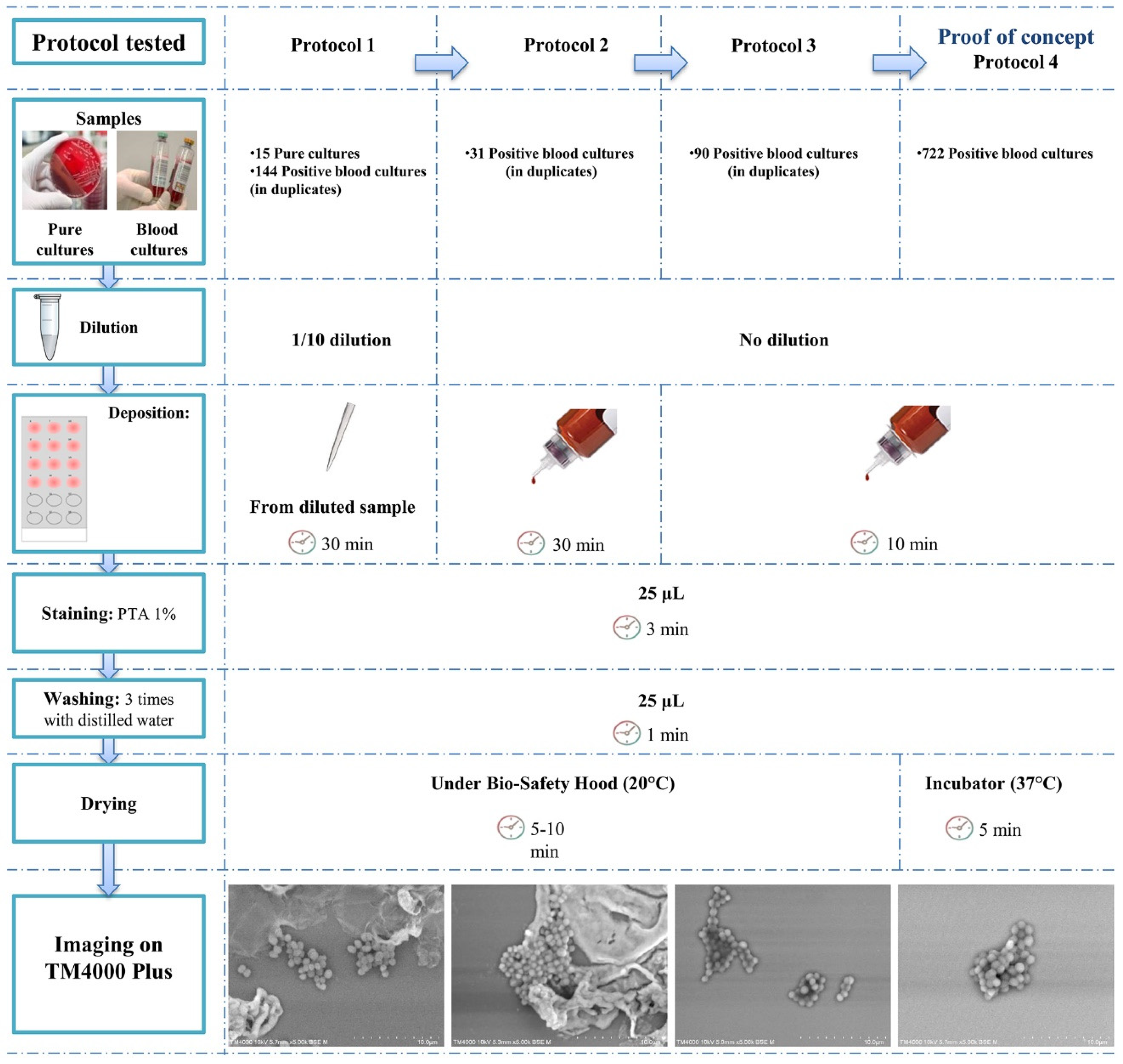 Microorganisms 09 01170 g001