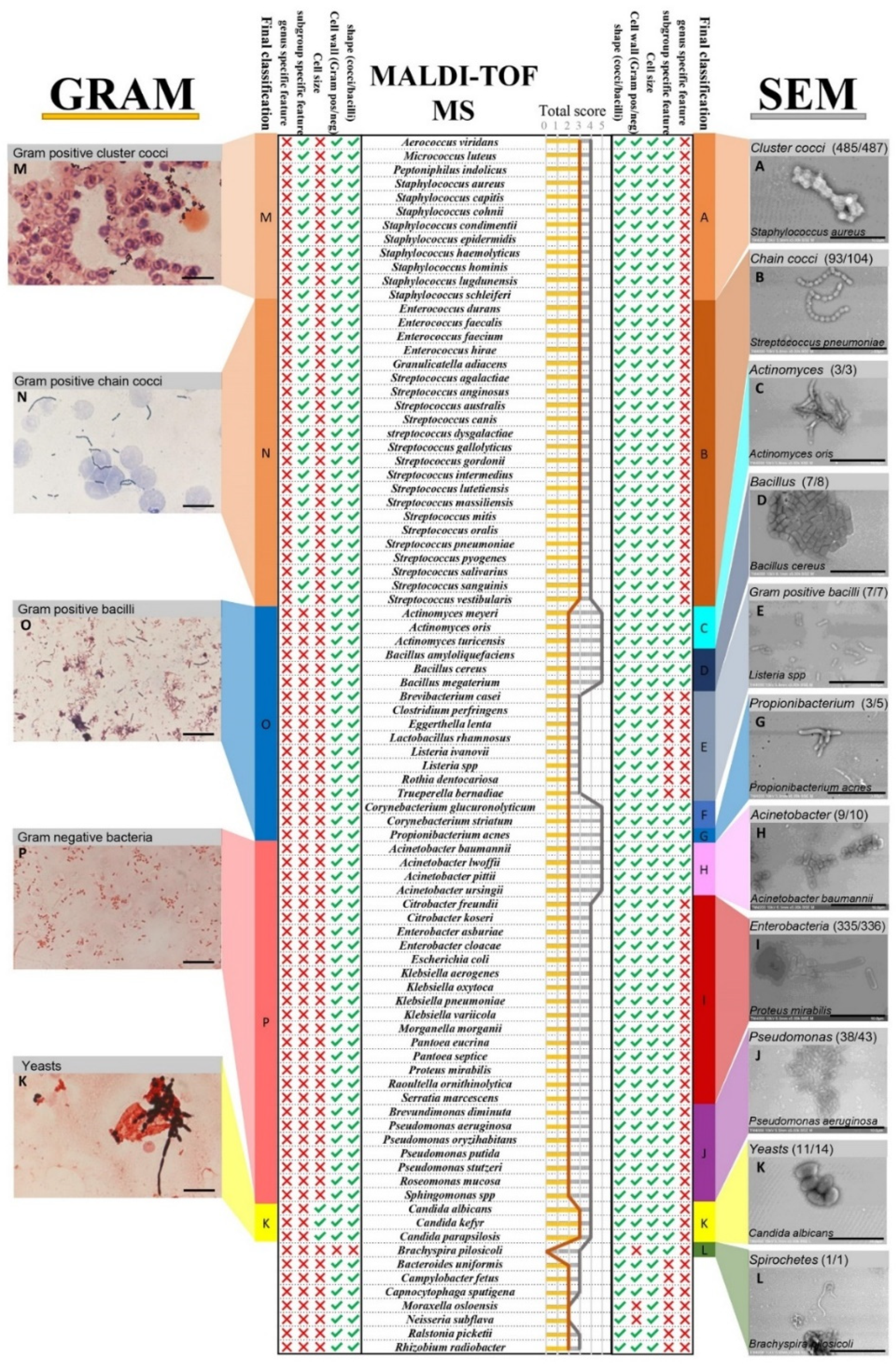 Microorganisms 09 01170 g004