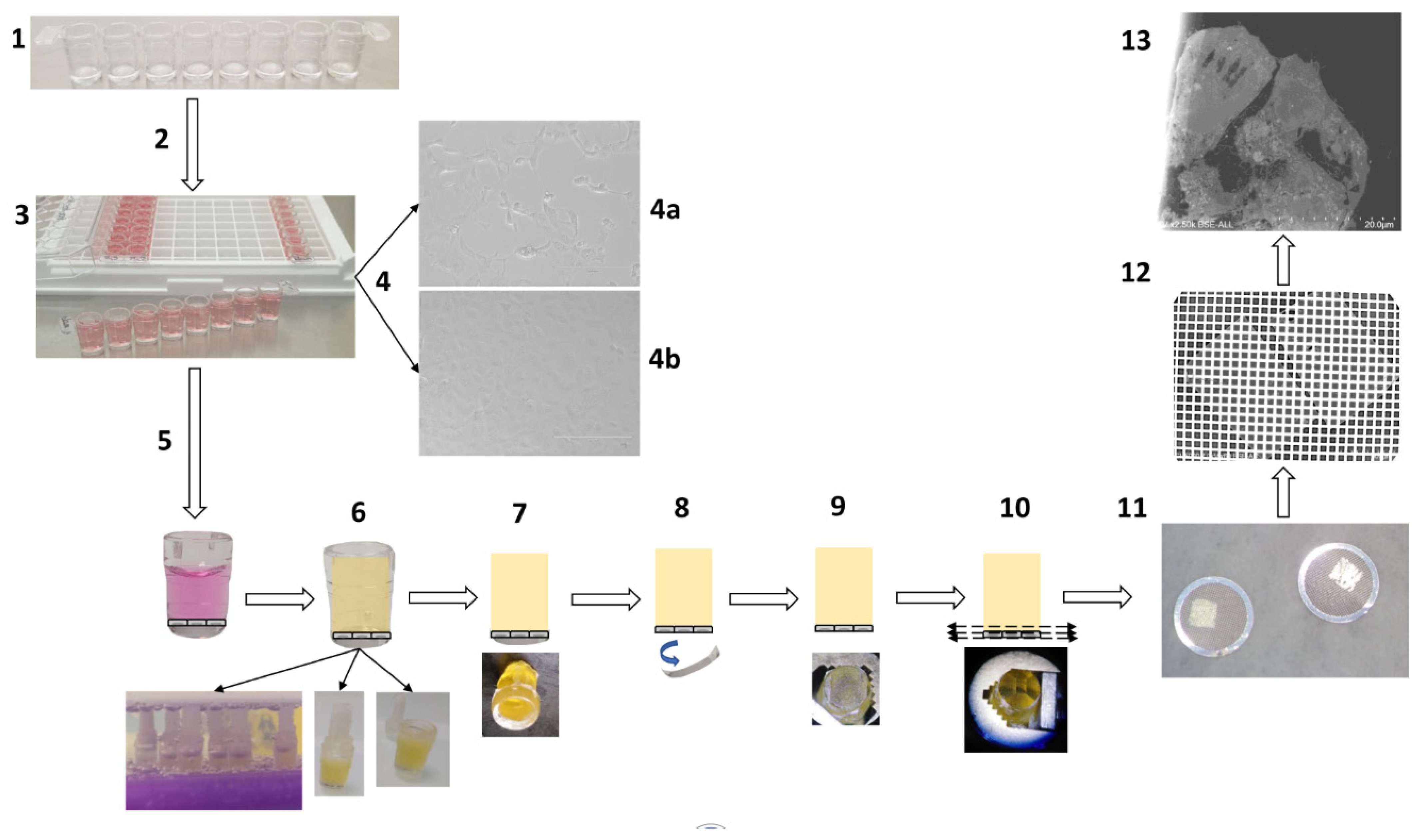 Microorganisms 09 01194 g001