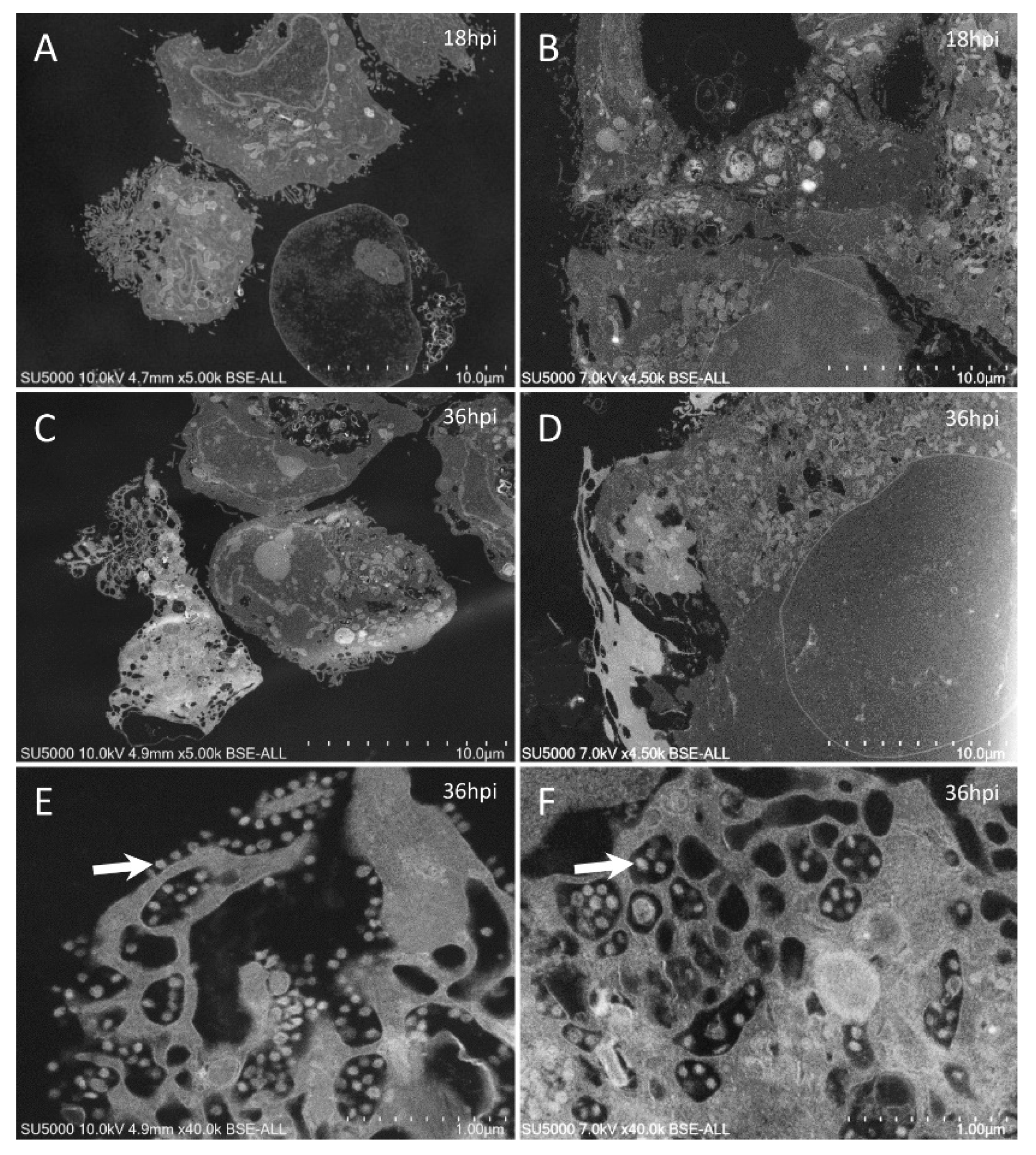 Microorganisms 09 01194 g002