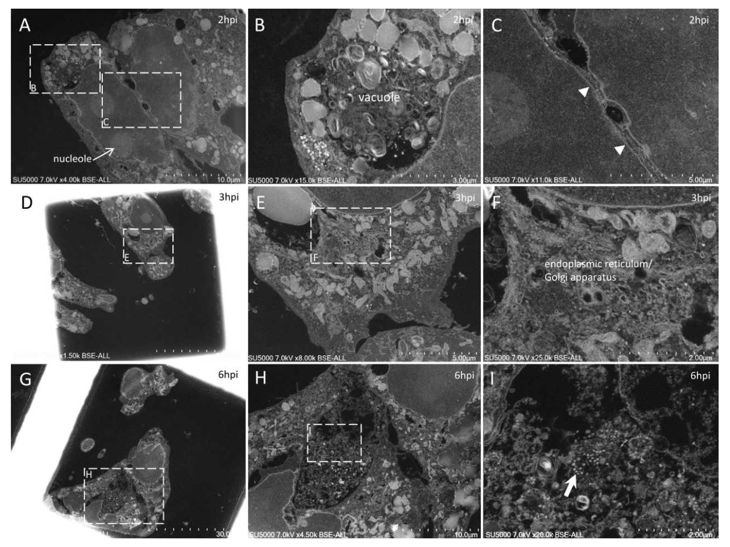 Microorganisms 09 01194 g003