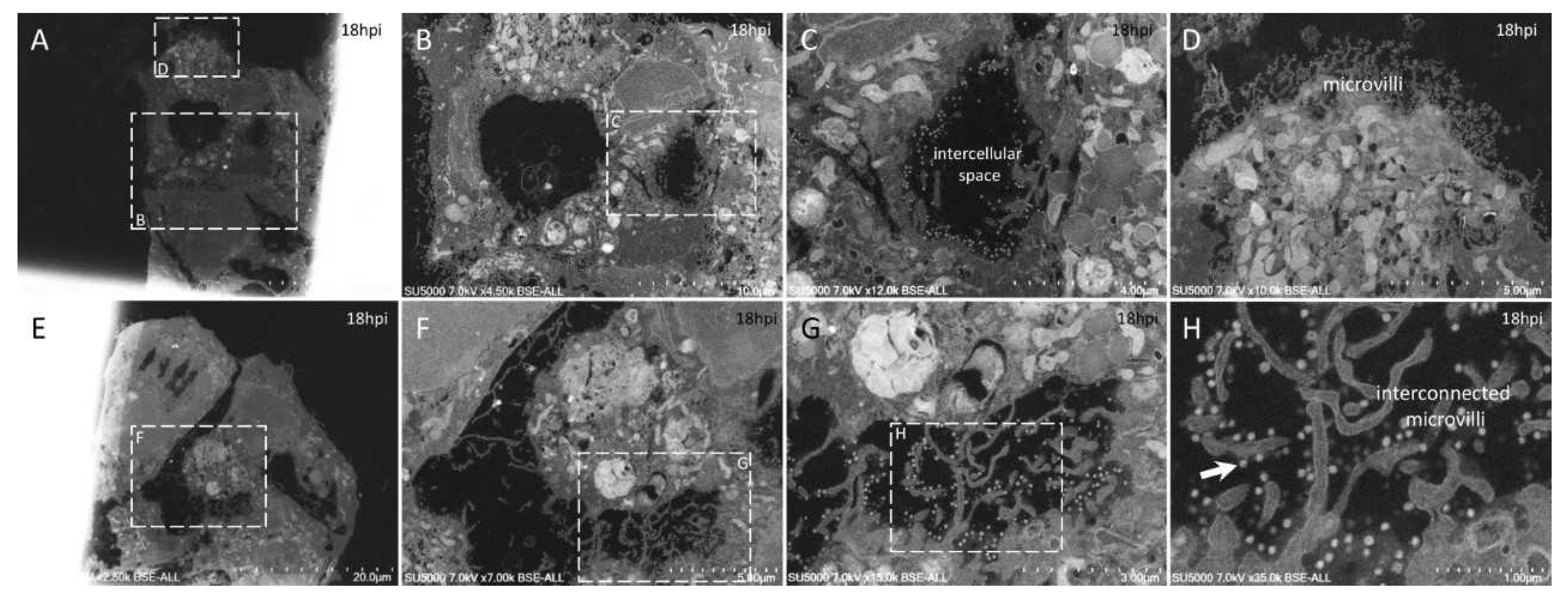 Microorganisms 09 01194 g006