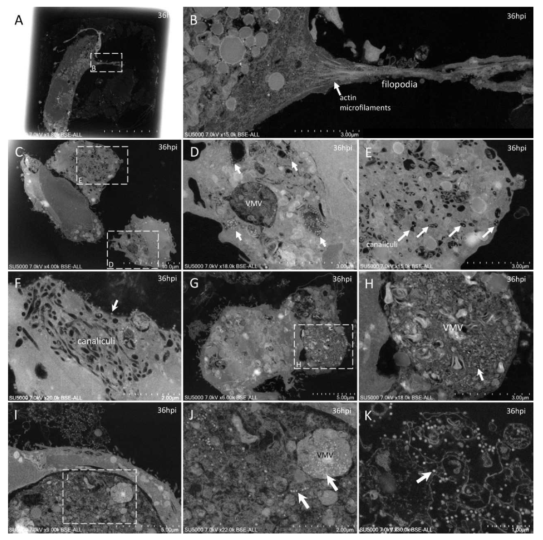 Microorganisms 09 01194 g007