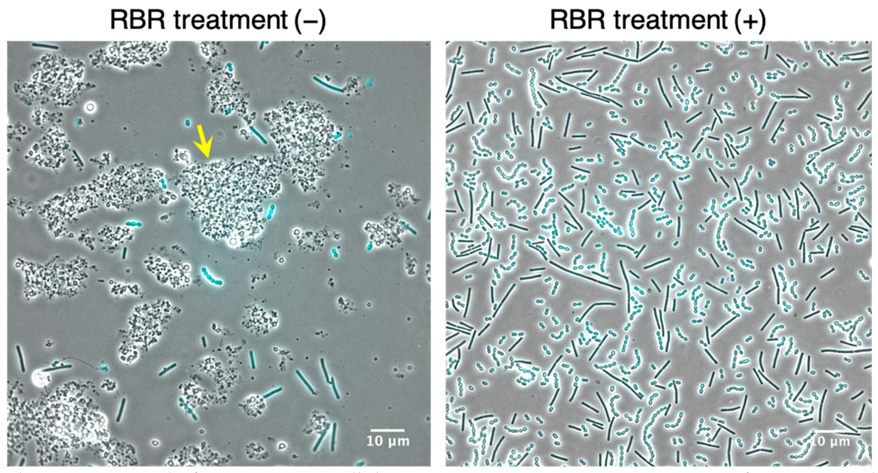 Microorganisms 09 01208 g001