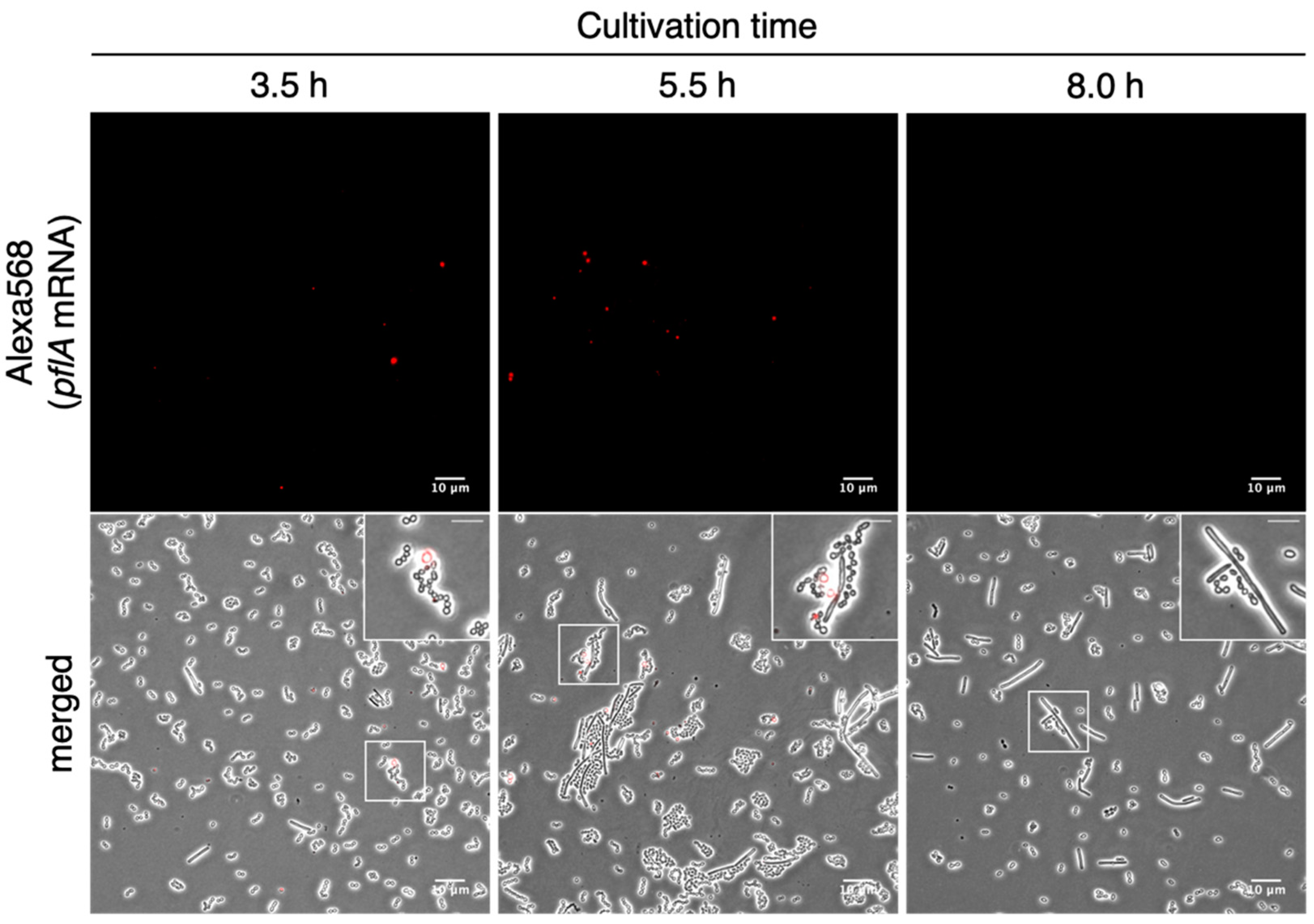 Microorganisms 09 01208 g003