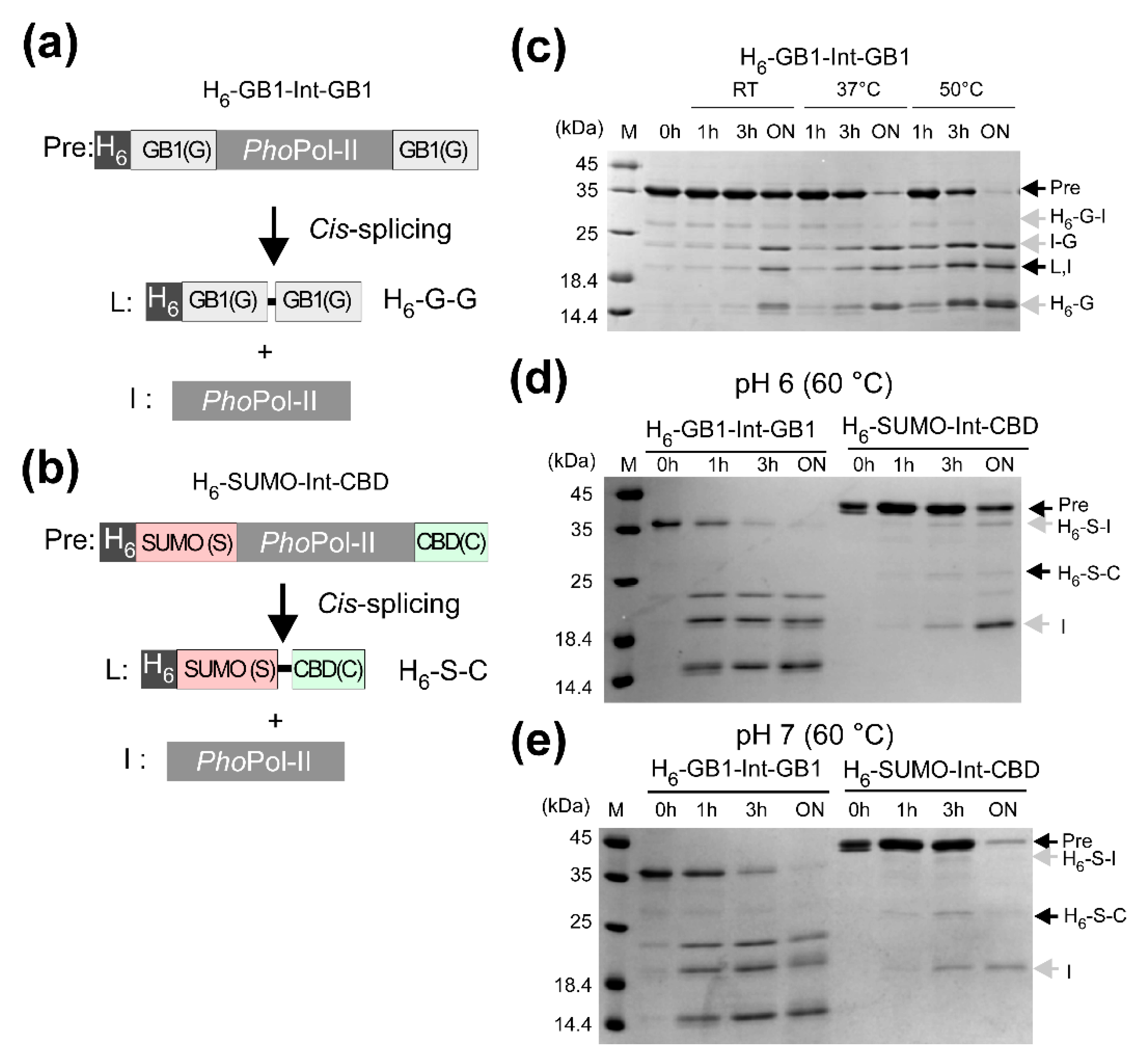 Microorganisms 09 01226 g004 Microorganisms 09 01226 g004
