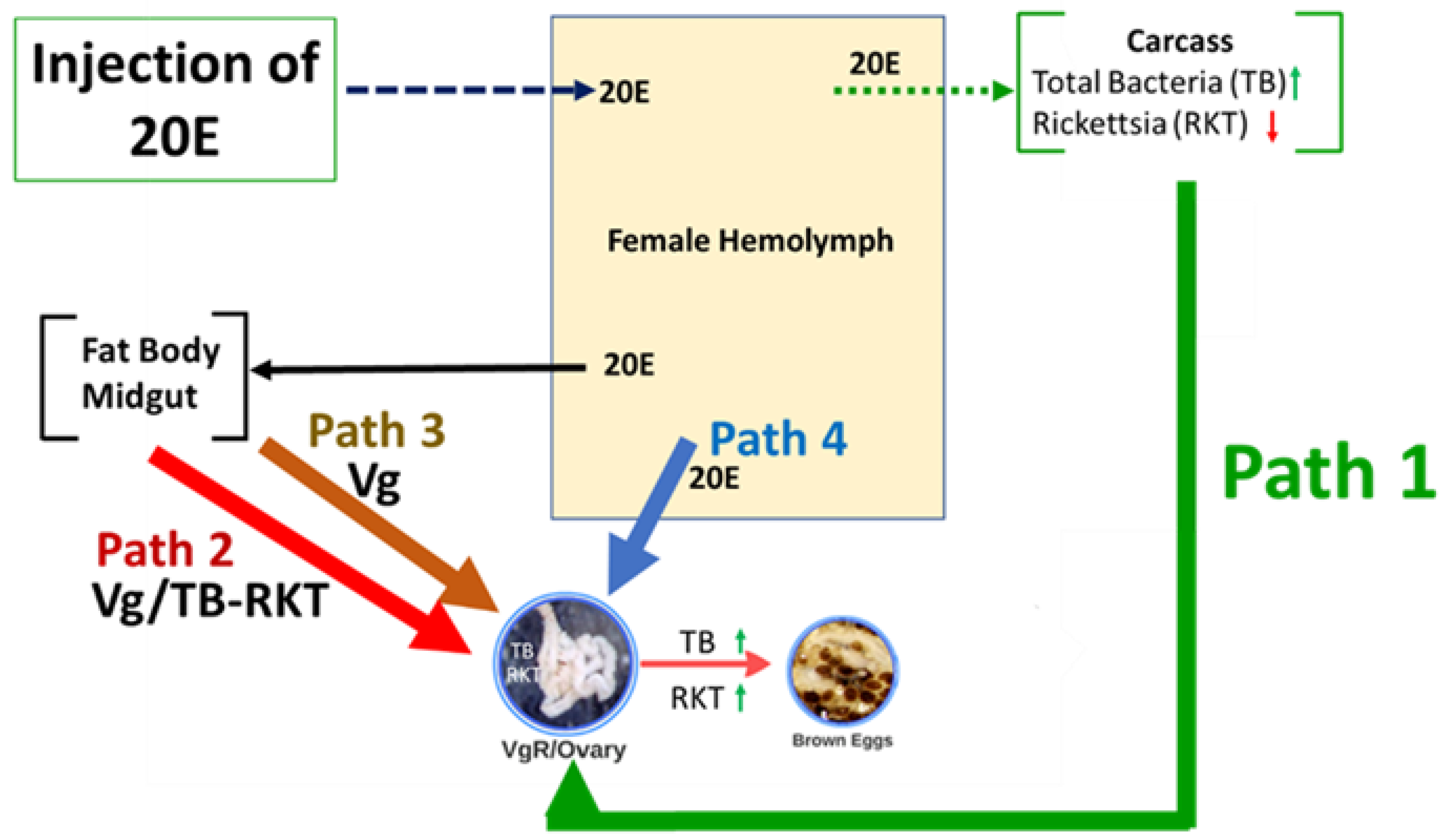 Microorganisms 09 01242 g006