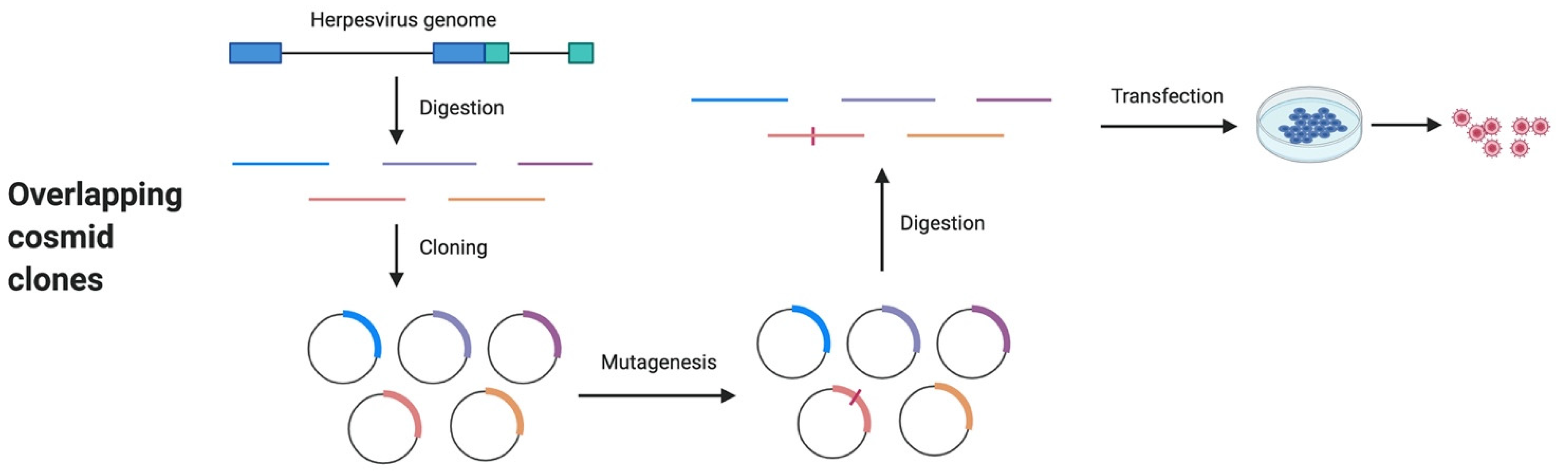 Microorganisms 09 01260 g003 Microorganisms 09 01260 g003