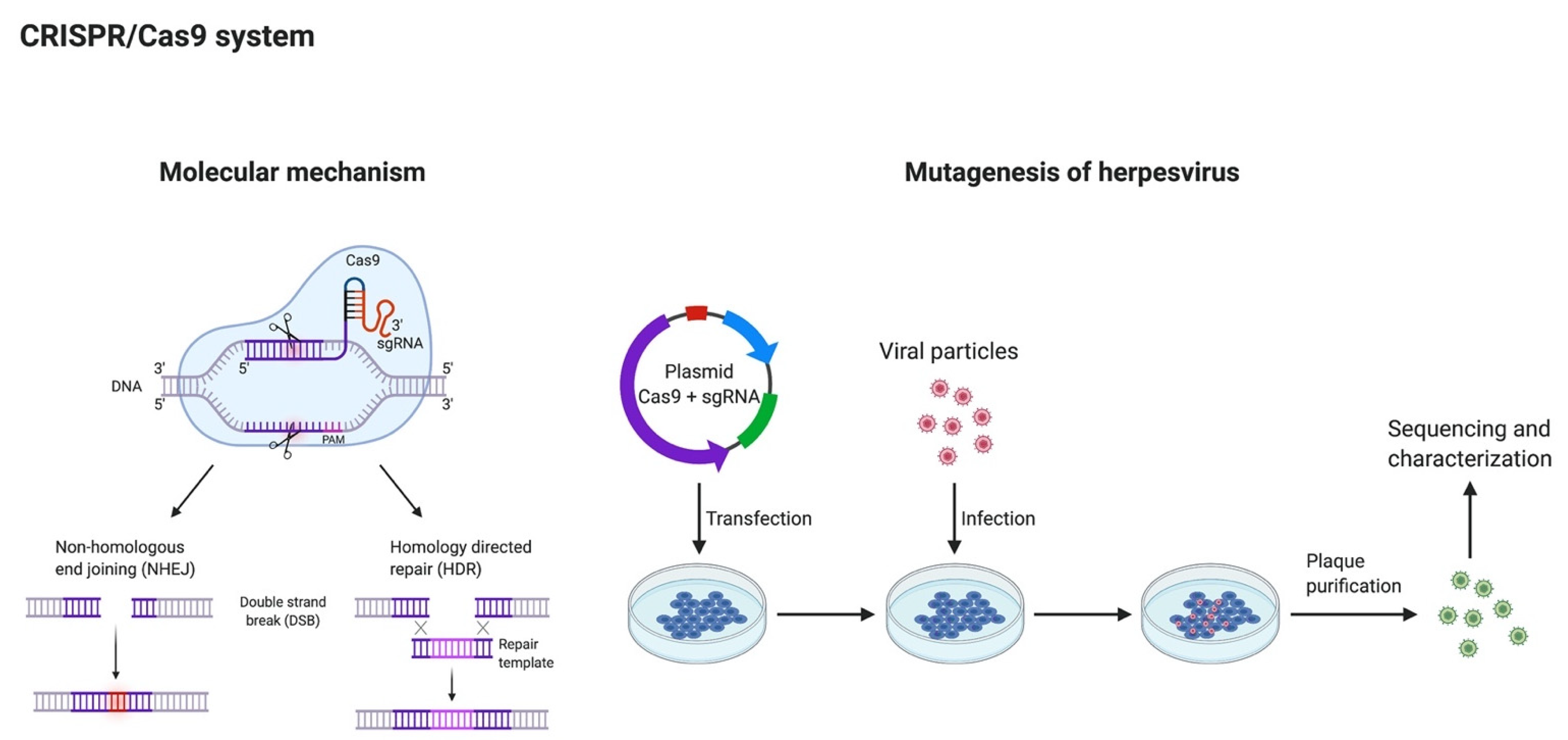 Microorganisms 09 01260 g005 Microorganisms 09 01260 g005