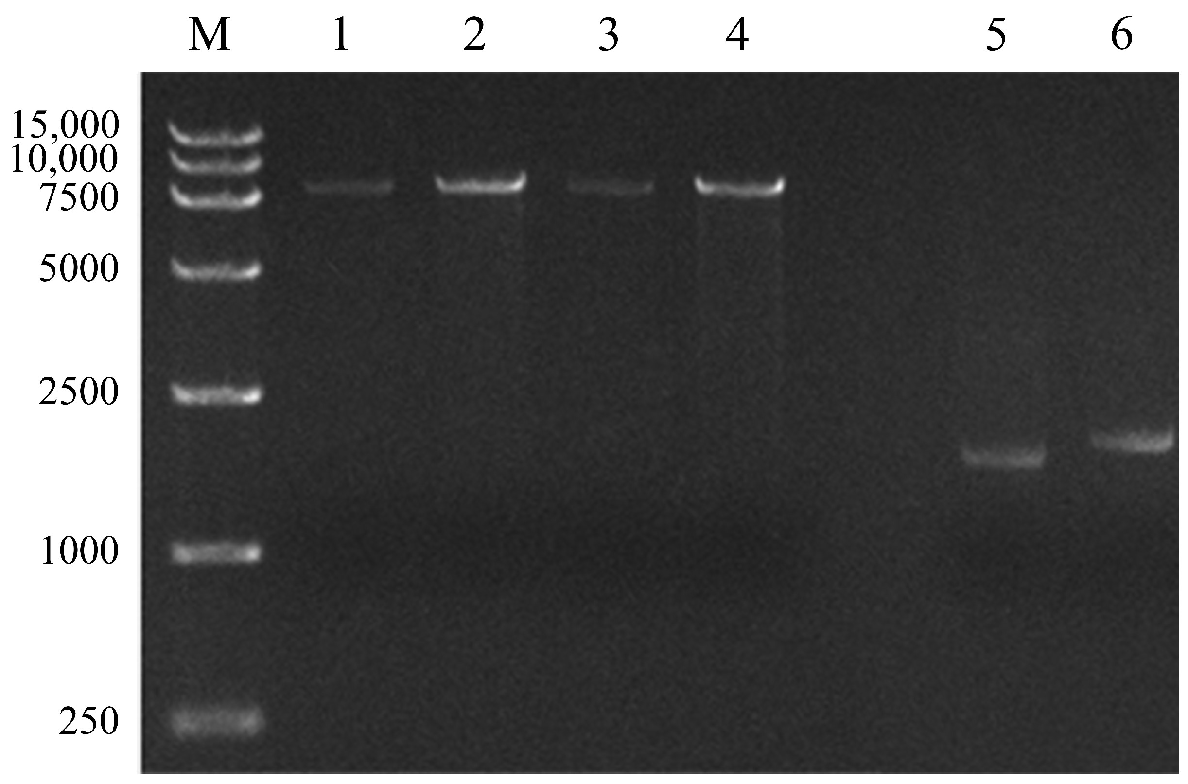 Microorganisms 09 01261 g009