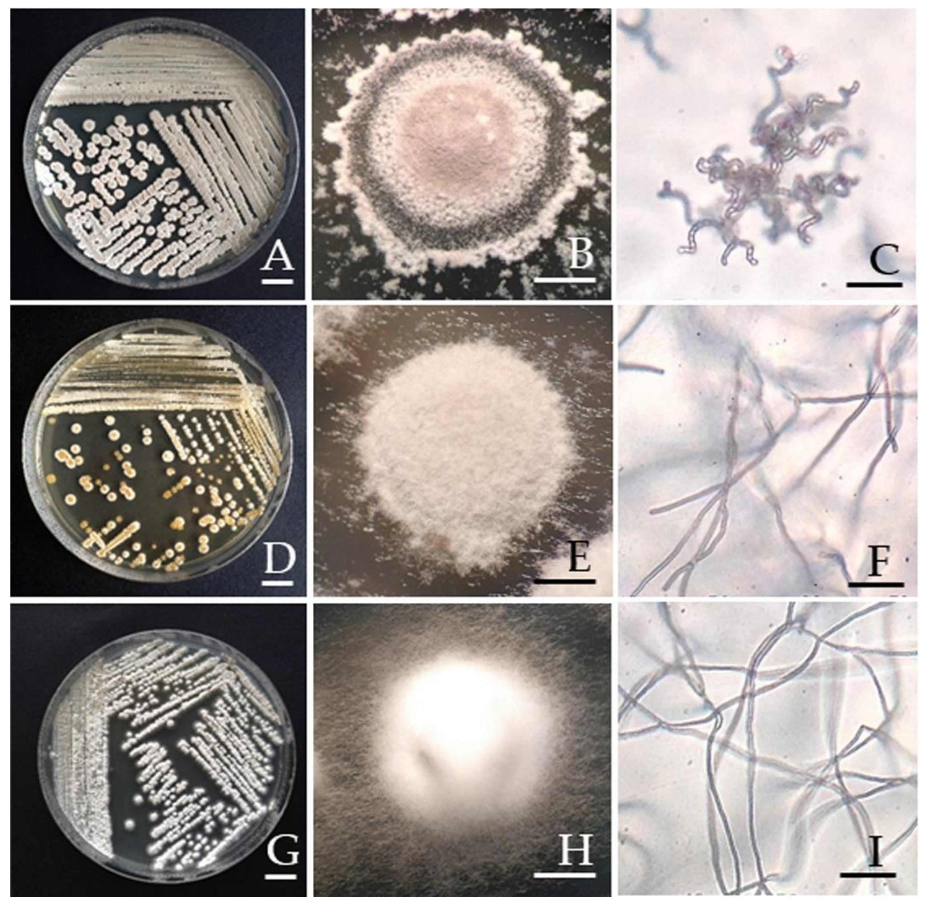 Microorganisms 09 01274 g001 Microorganisms 09 01274 g001