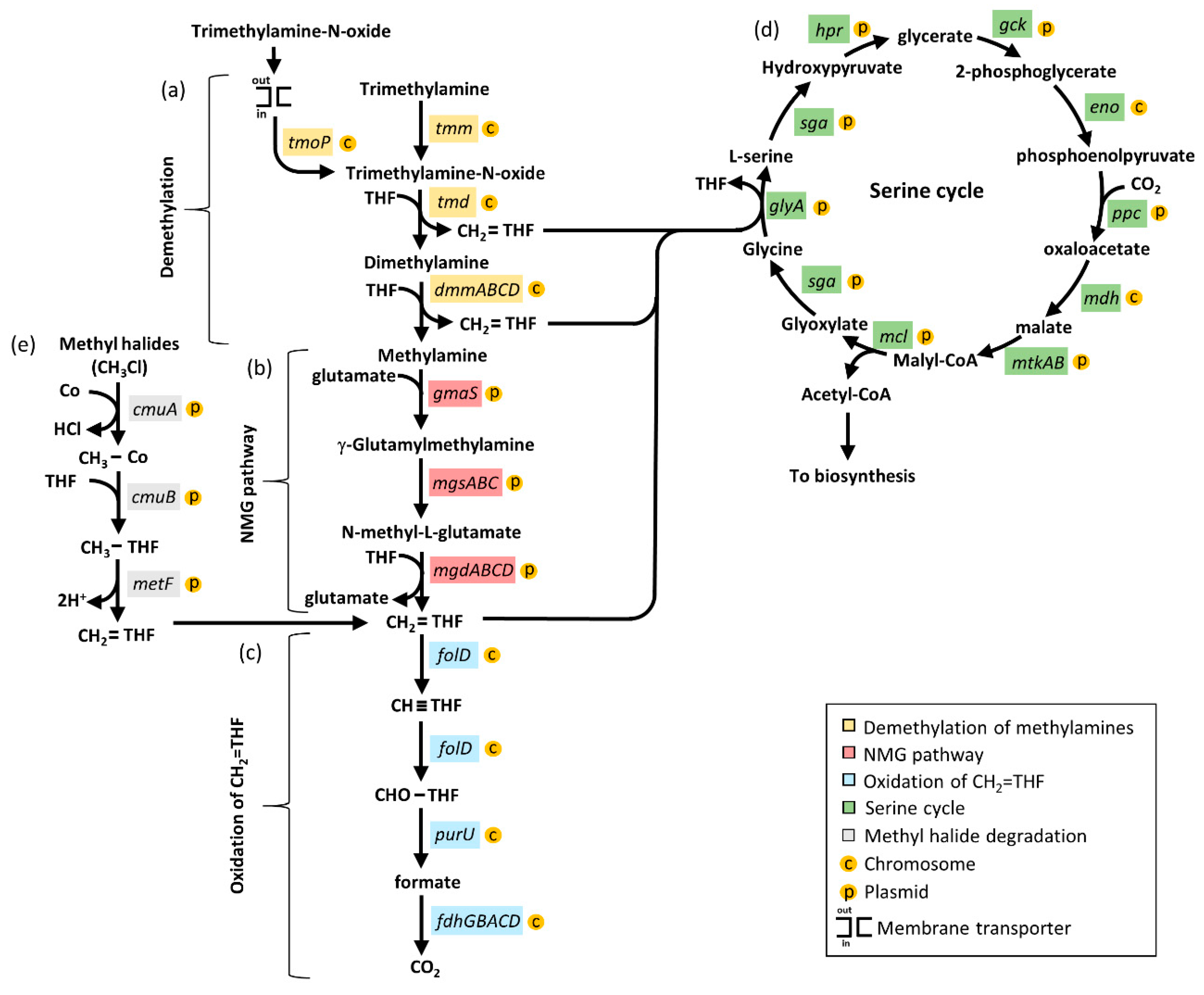Microorganisms 09 01332 g006 Microorganisms 09 01332 g006