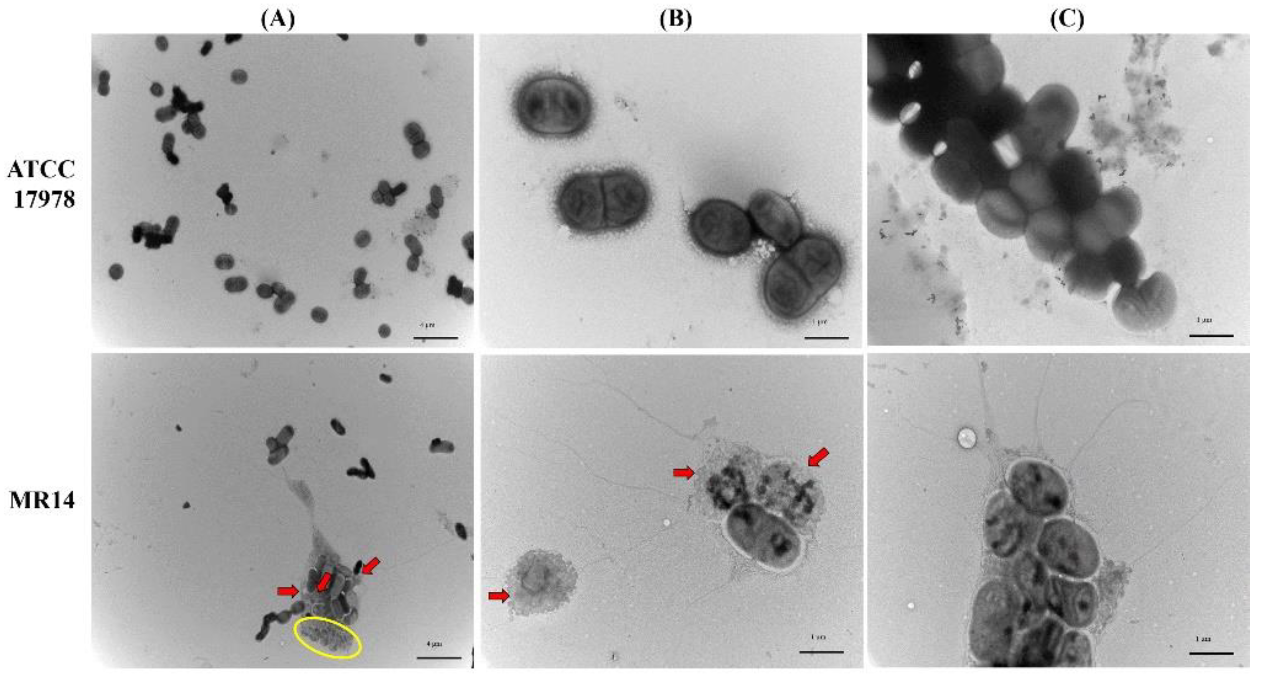 Microorganisms 09 01336 g006 Microorganisms 09 01336 g006