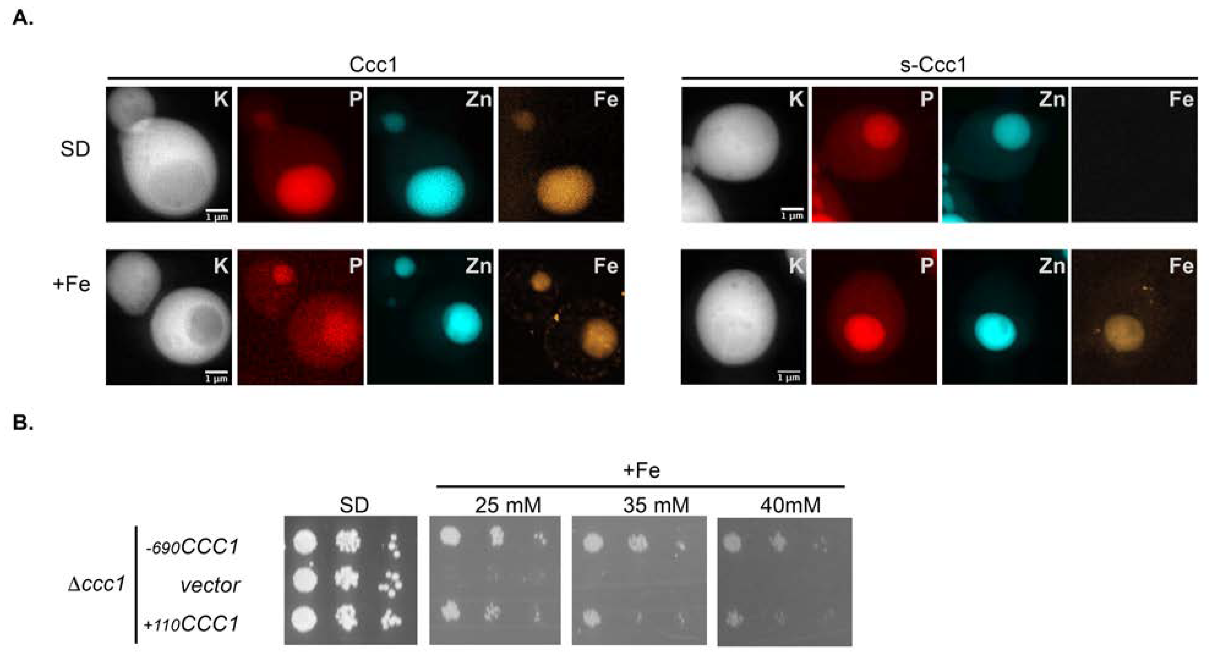 Microorganisms 09 01337 g007