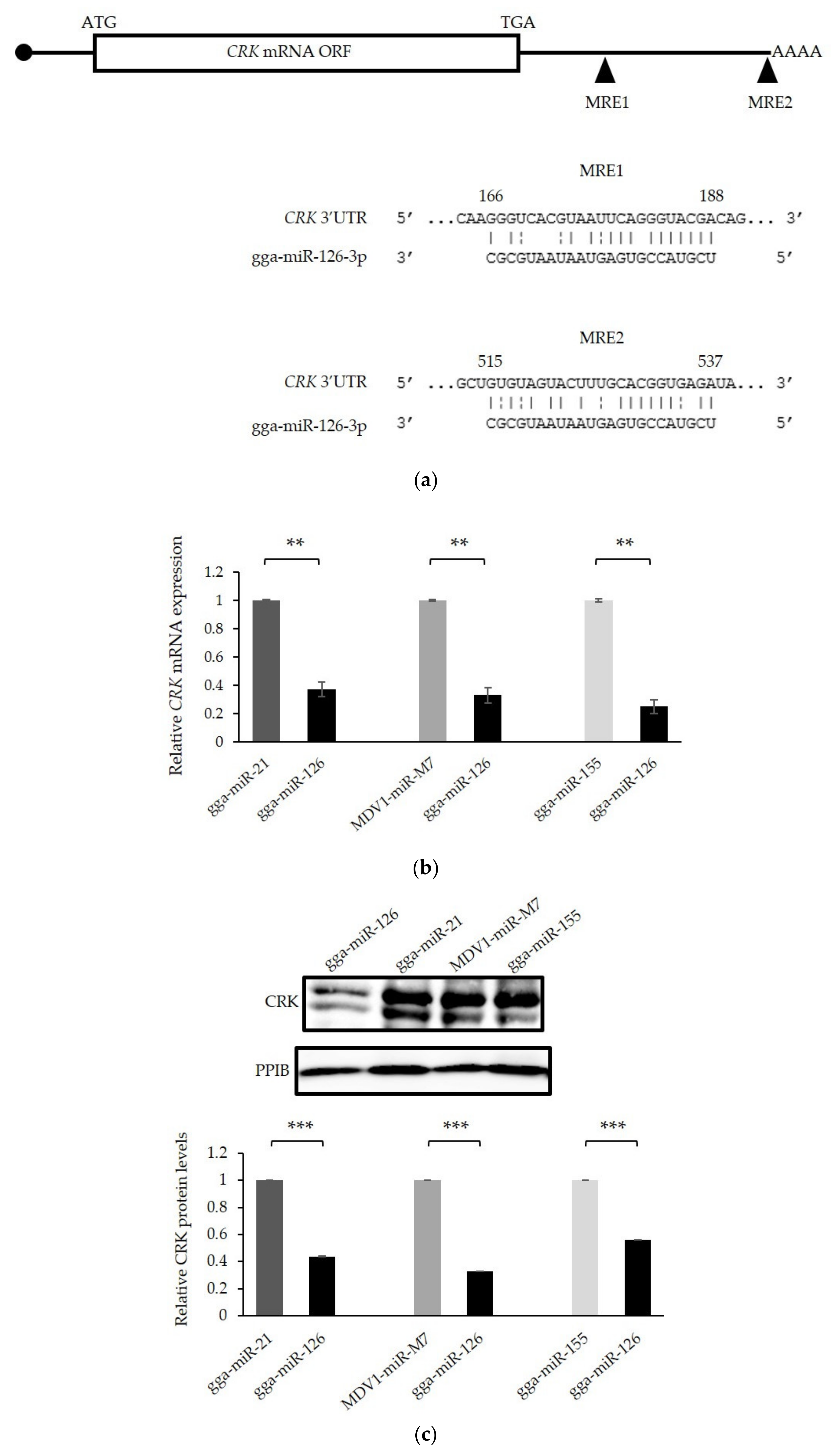 Microorganisms 09 01339 g007 Microorganisms 09 01339 g007