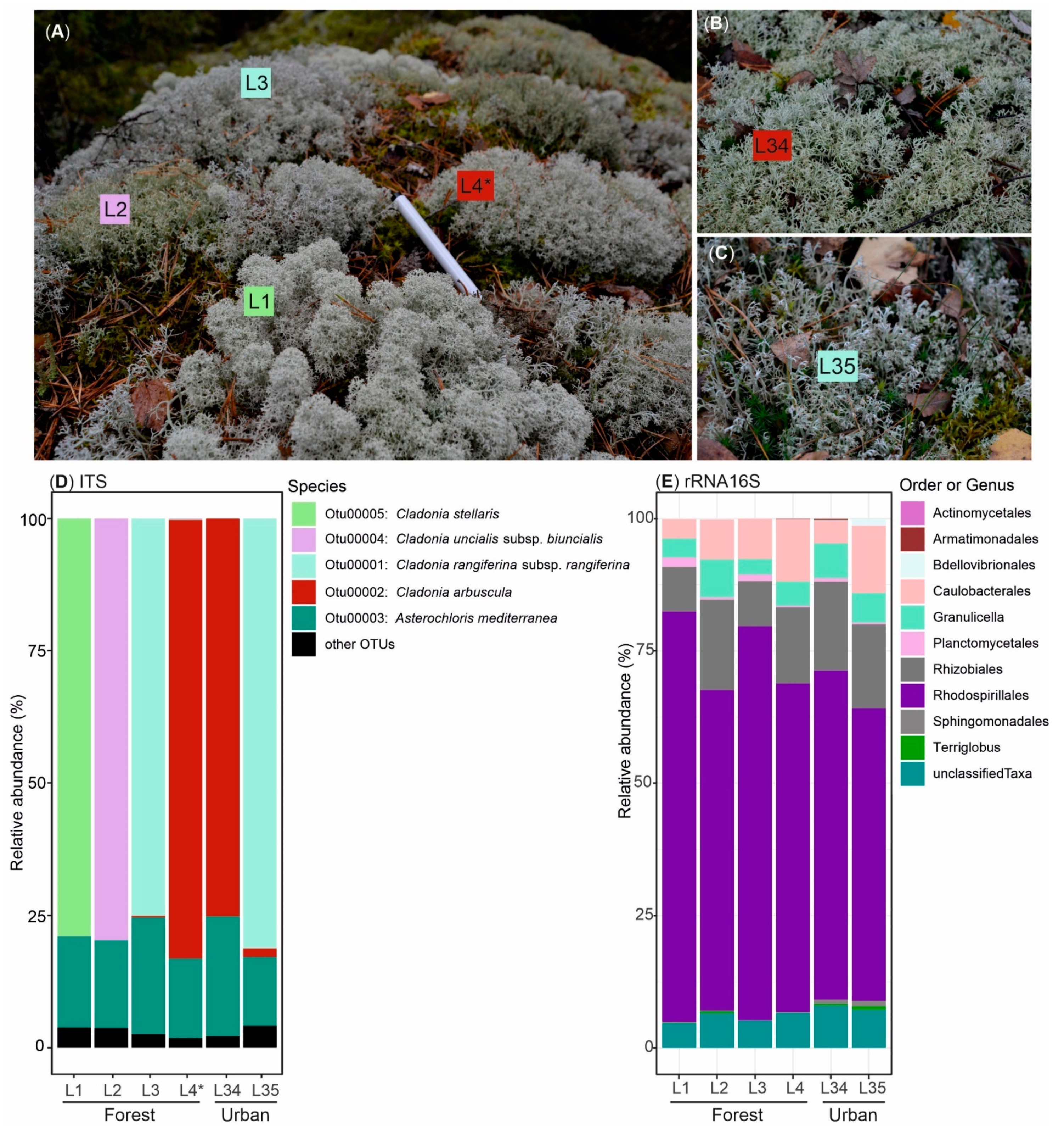 Microorganisms 09 01347 g001