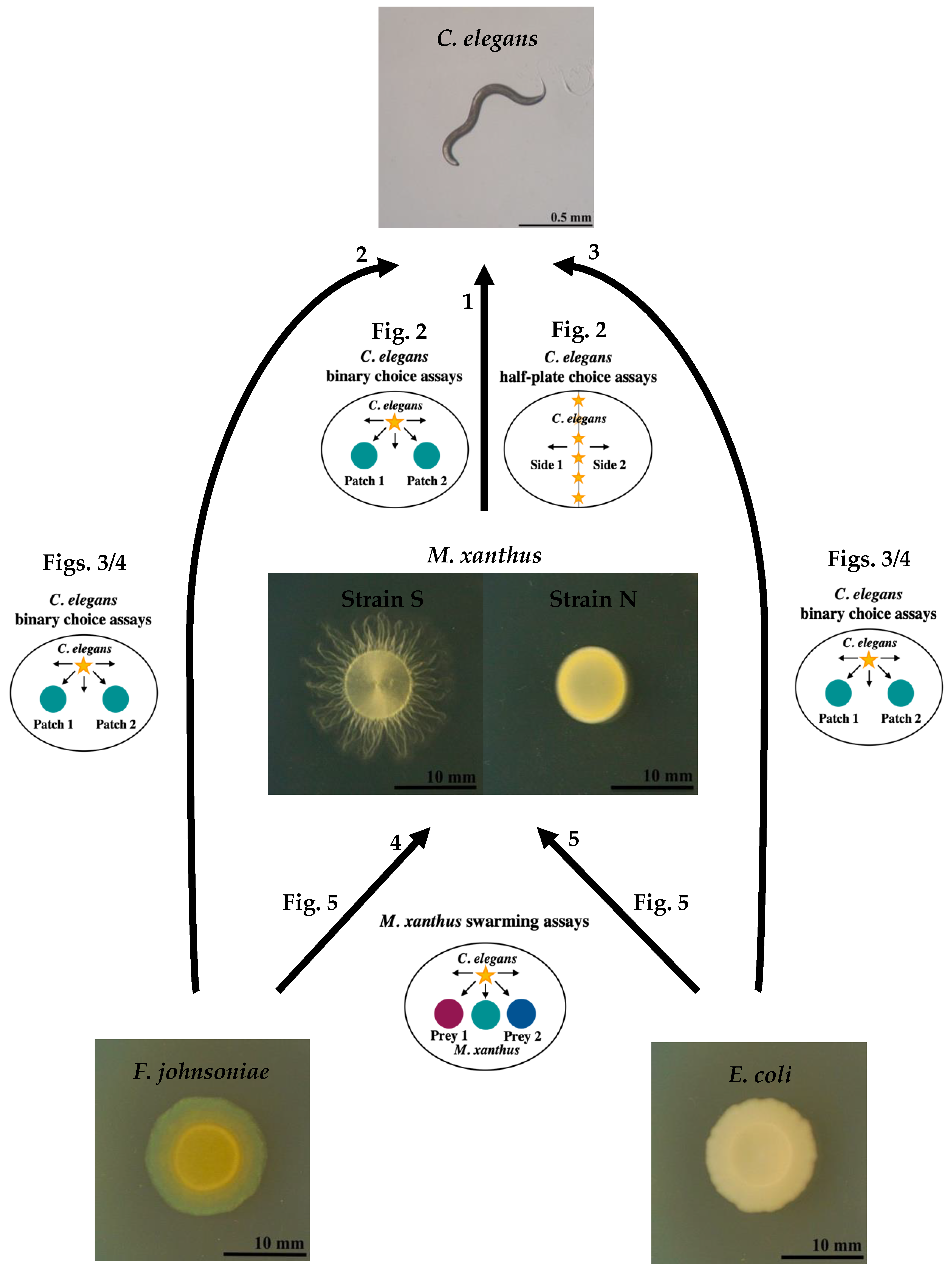 Microorganisms 09 01362 g001