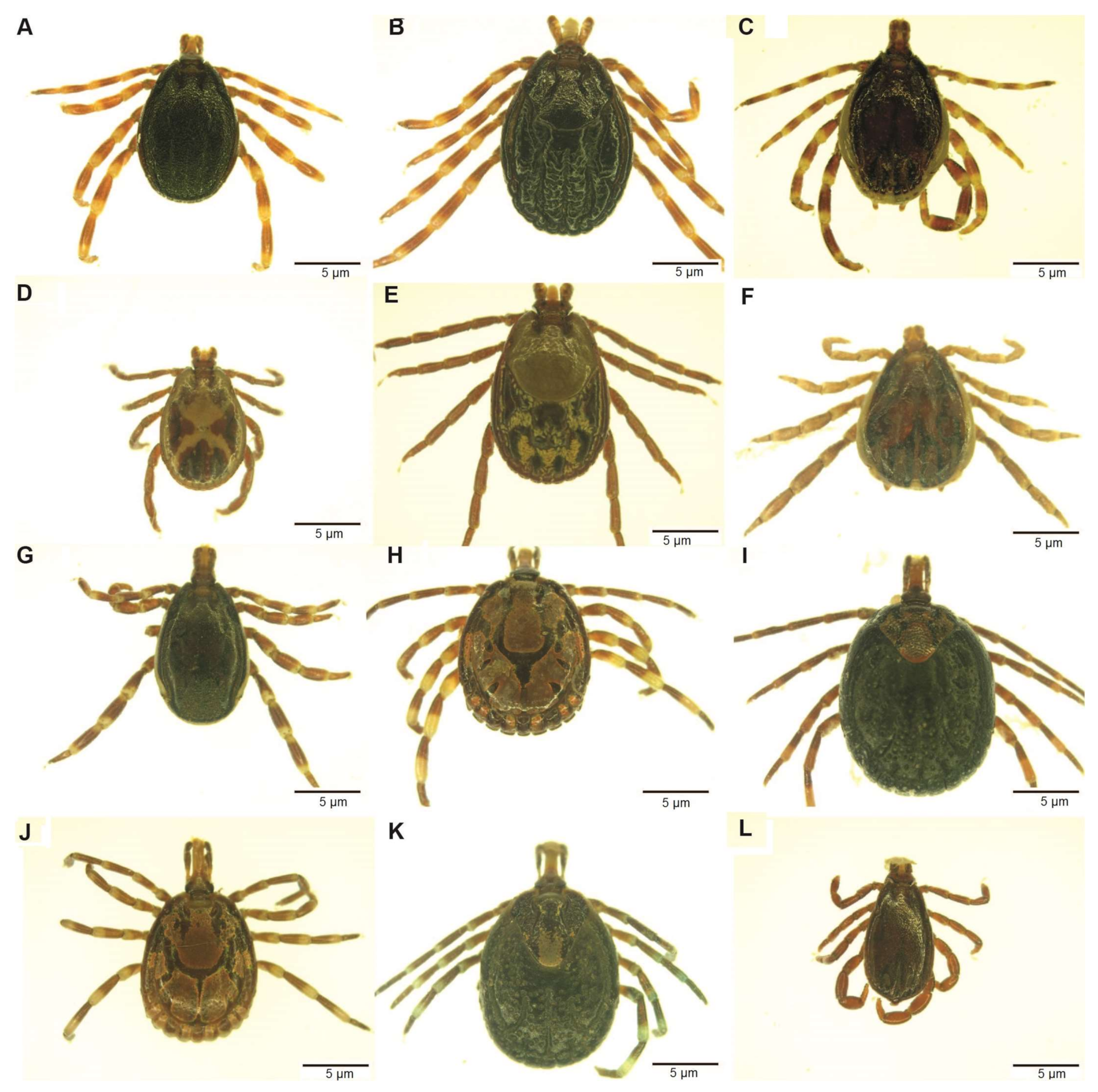 Microorganisms 09 01414 g002