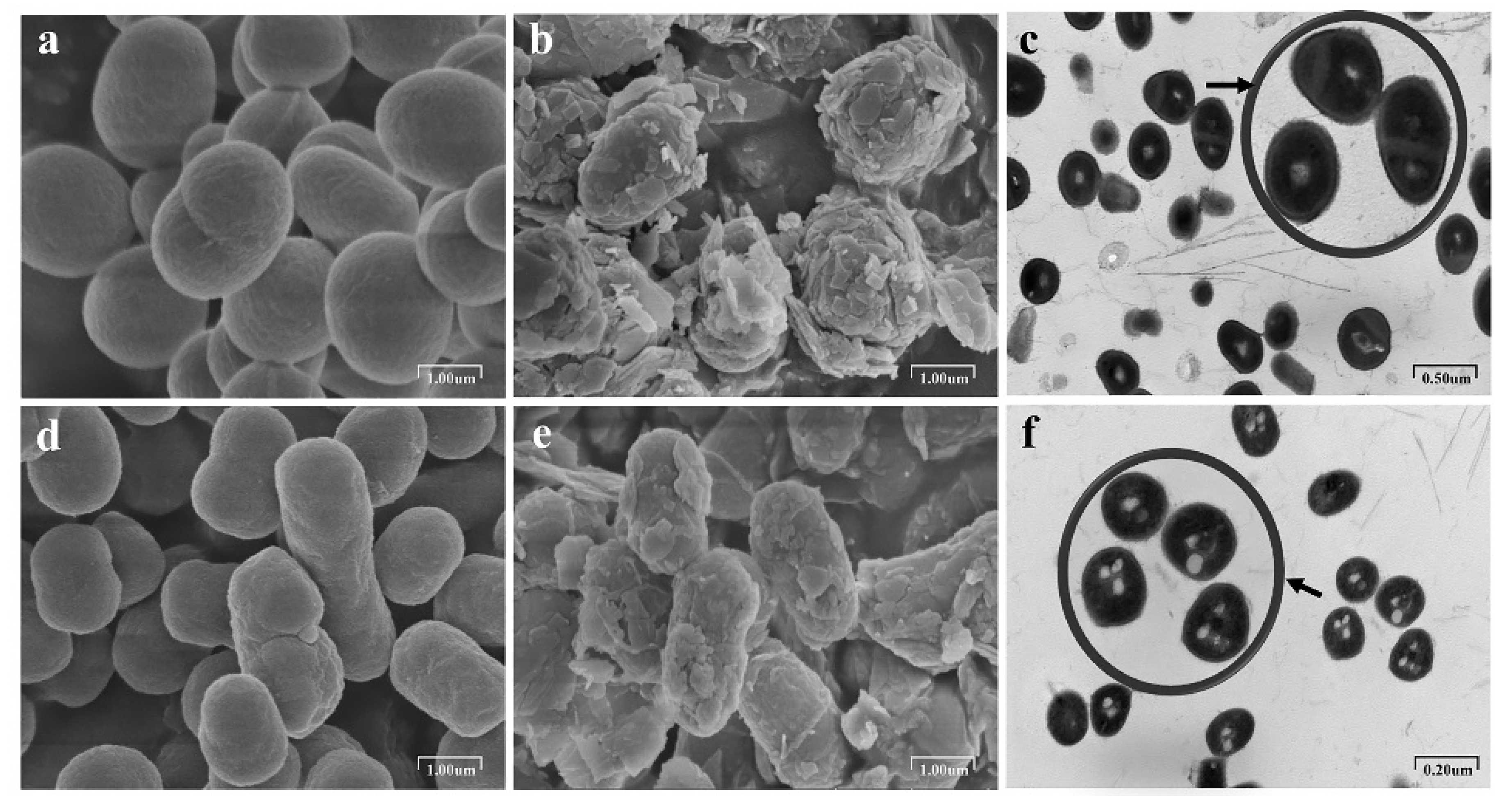 Microorganisms 09 01417 g002