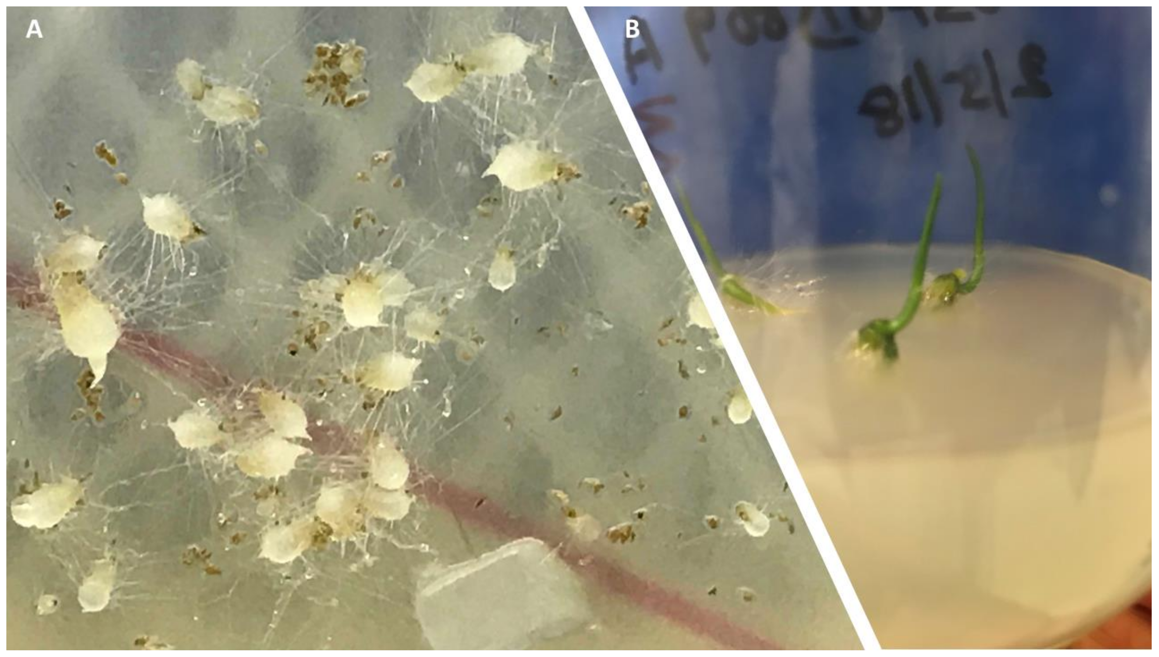 Microorganisms 09 01421 g005