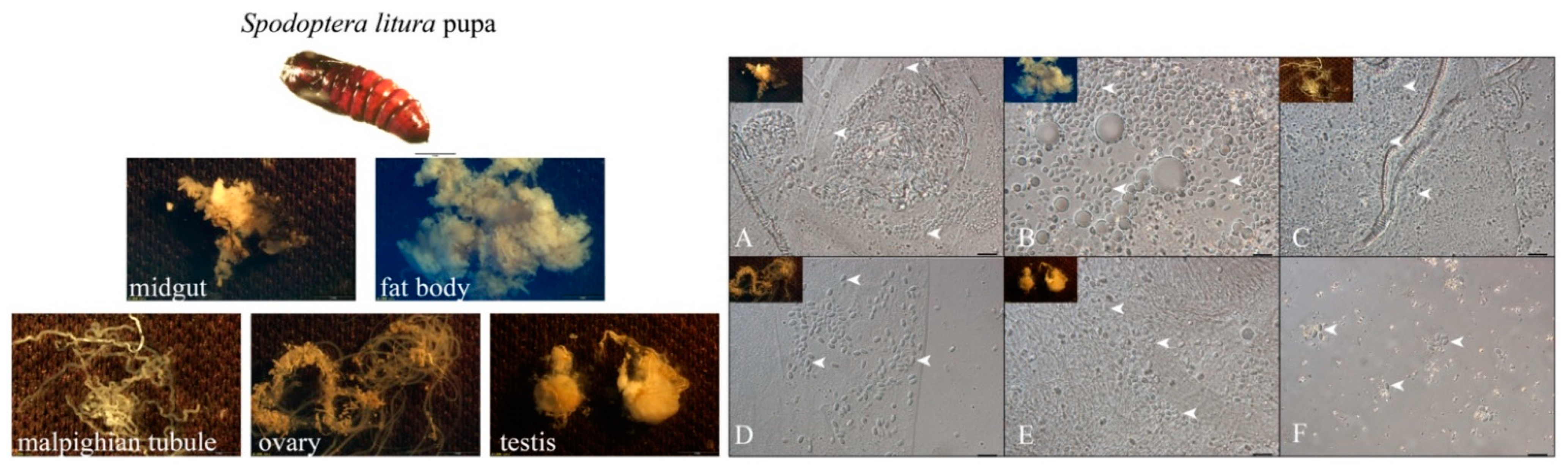 Microorganisms 09 01442 g001