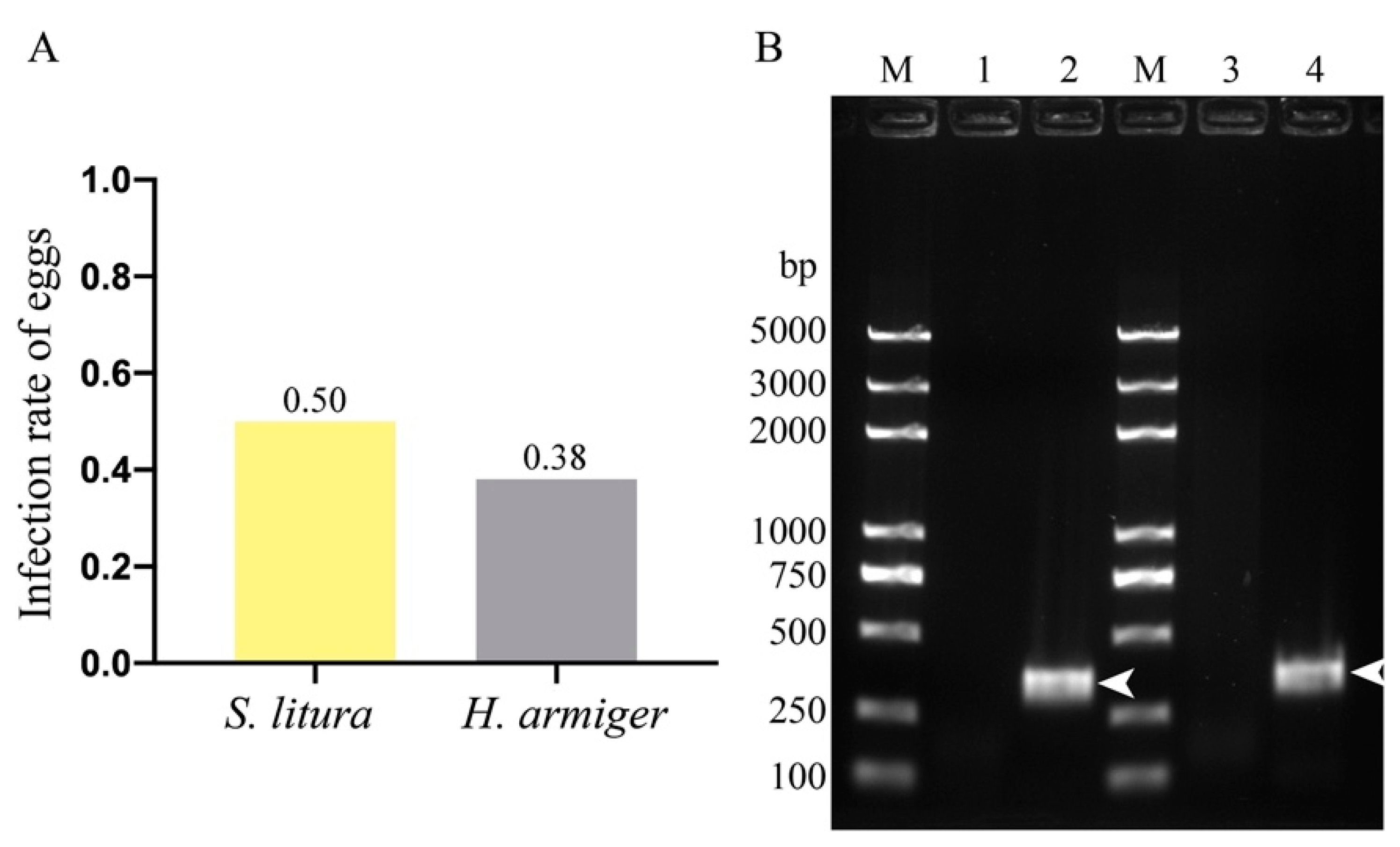 Microorganisms 09 01442 g005