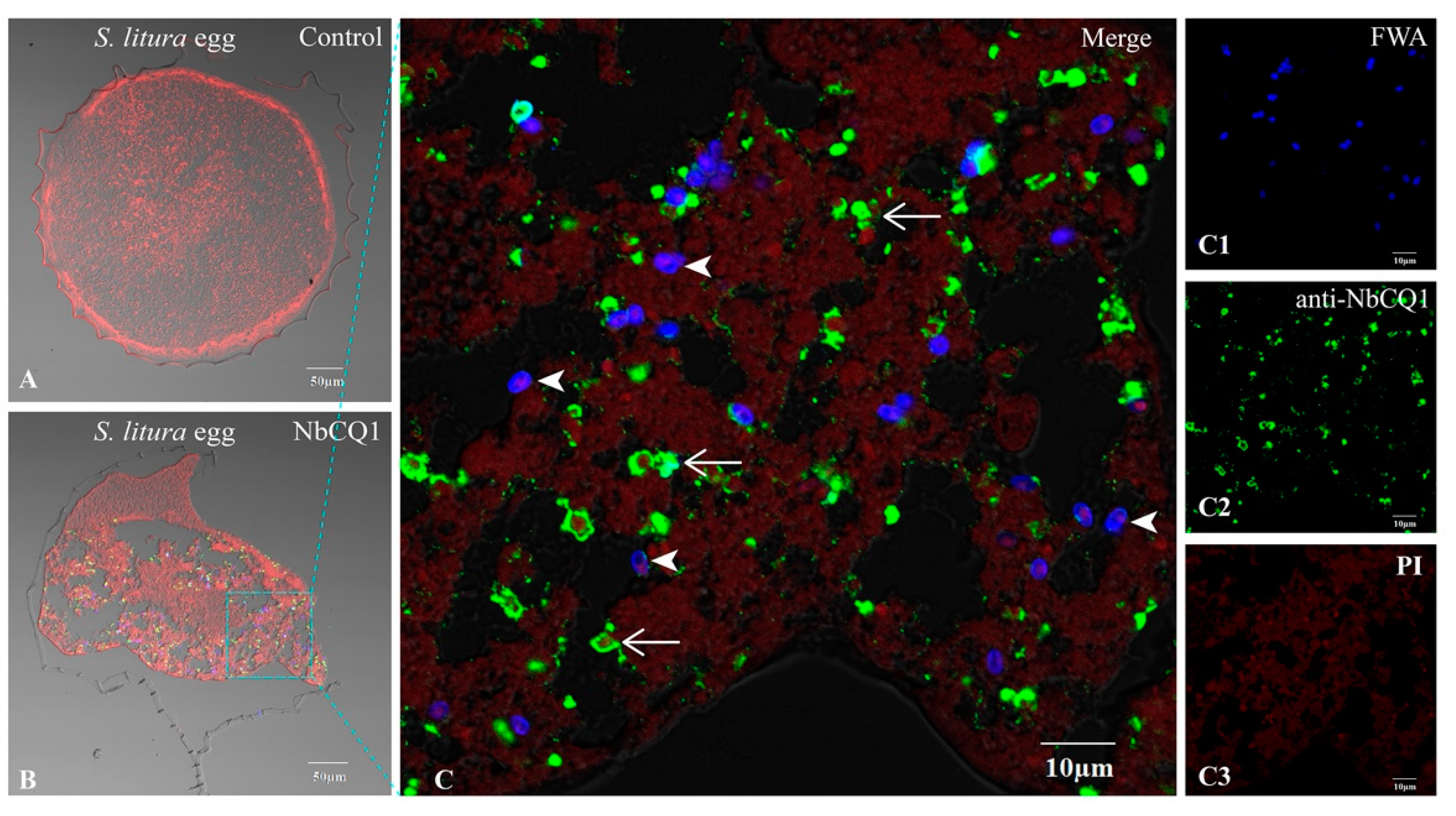 Microorganisms 09 01442 g006a