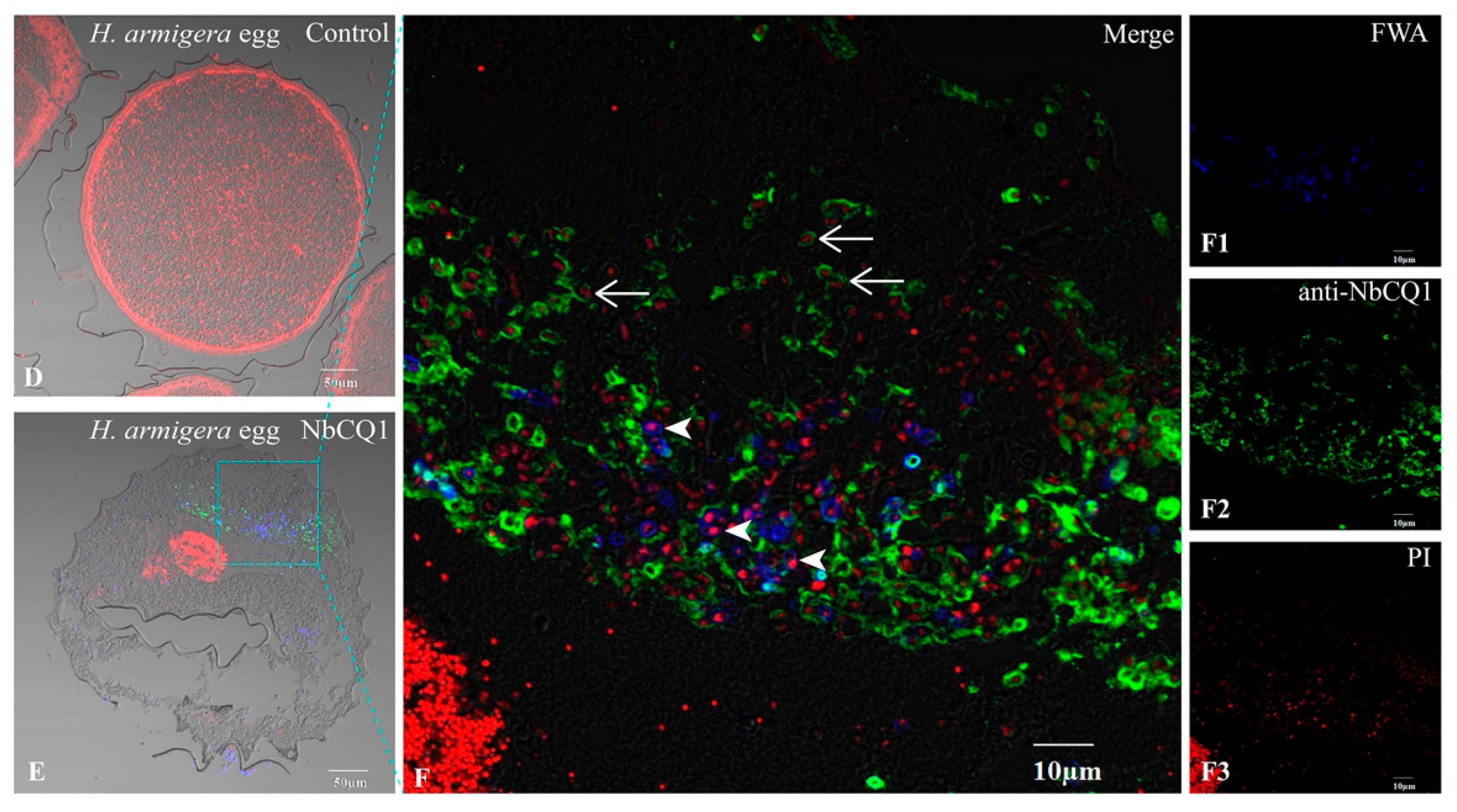 Microorganisms 09 01442 g006b