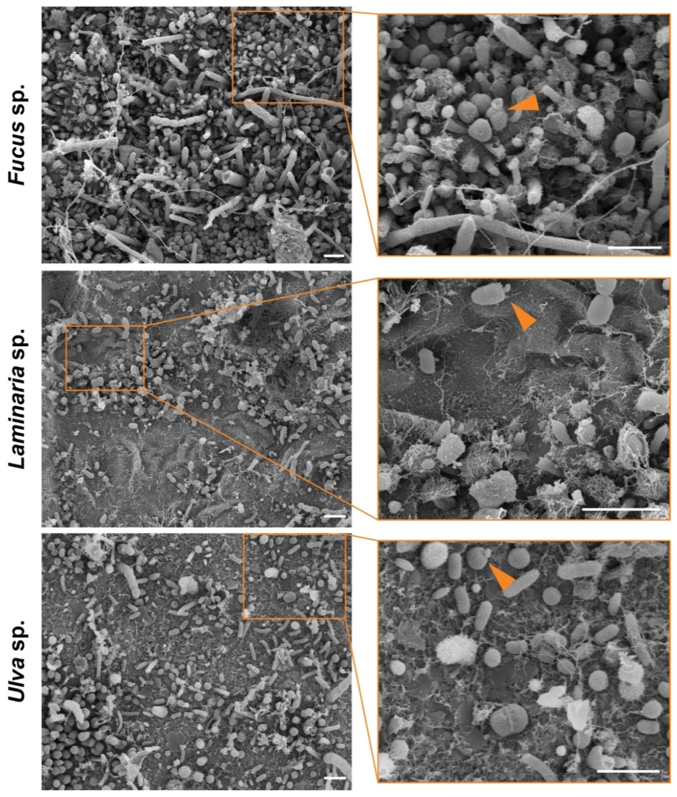 Microorganisms 09 01494 g002